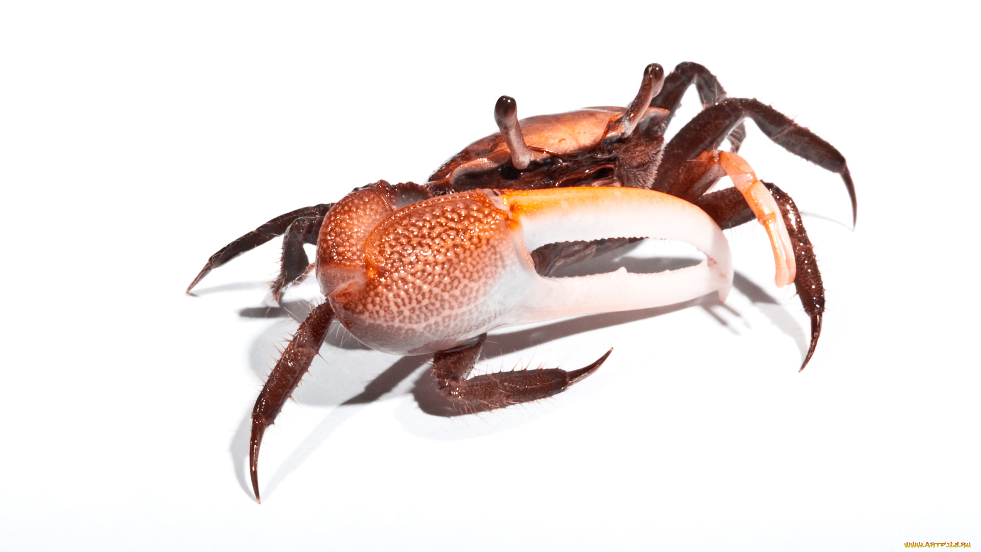 животные, крабы, раки, клешни