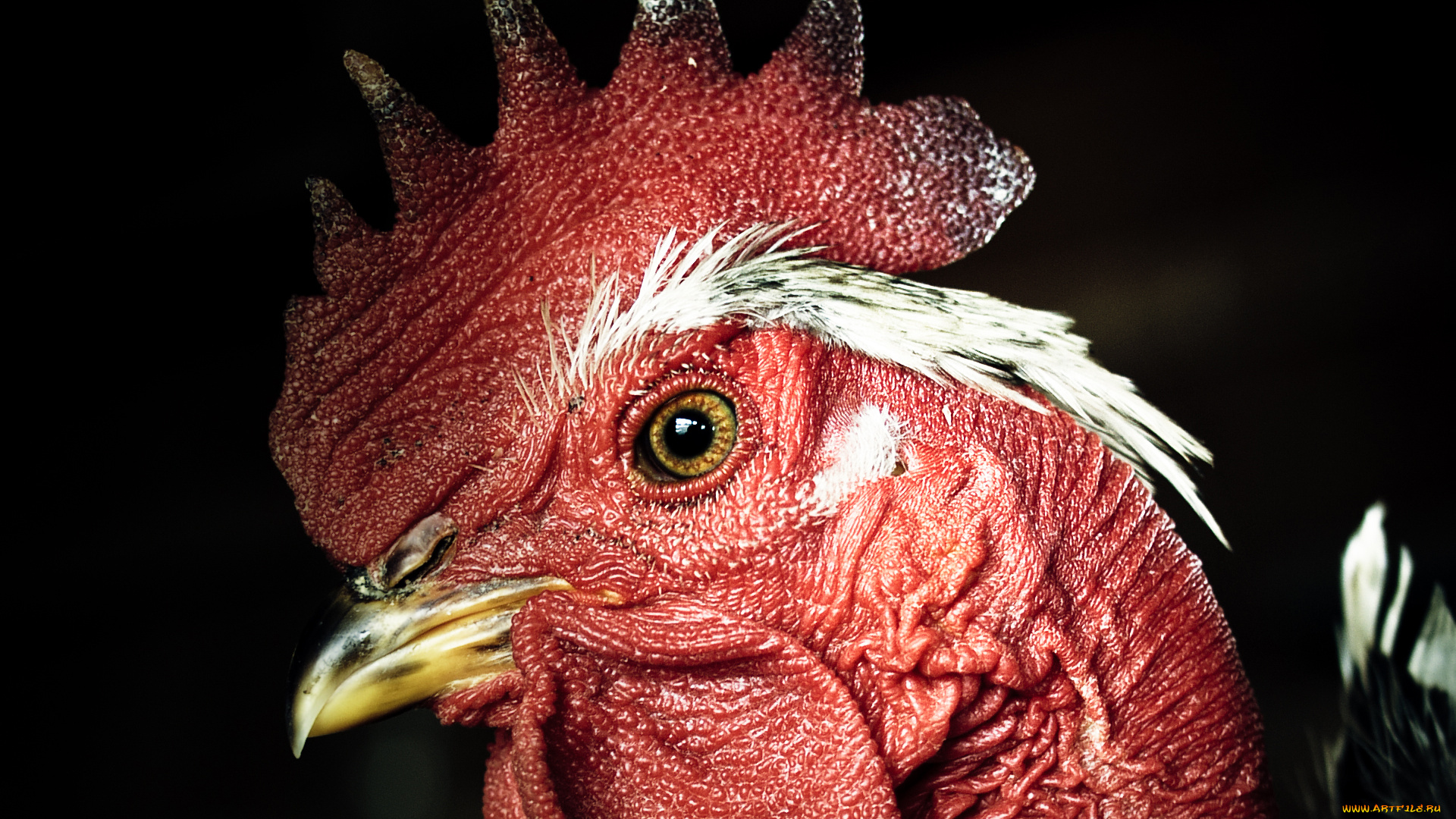 животные, куры, петухи, гребешок, клюв, петух