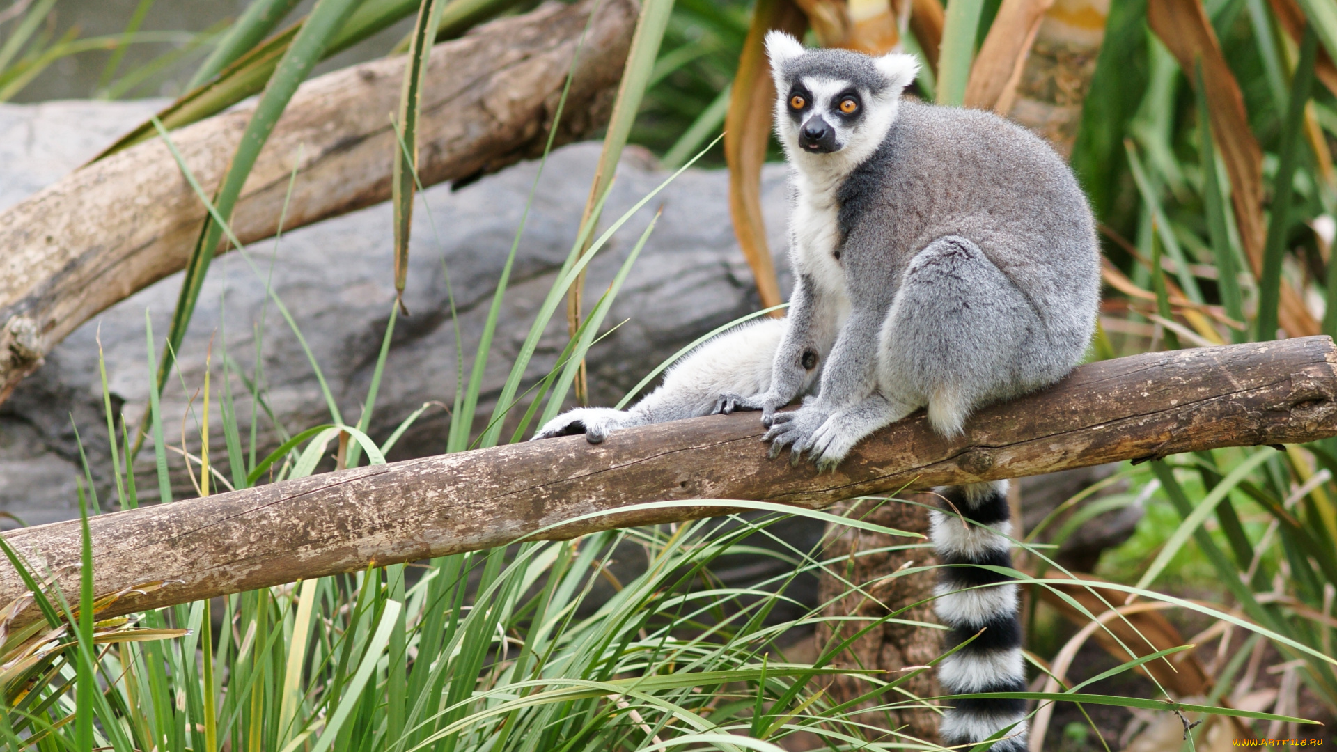 животные, лемуры, кошачий, лемур