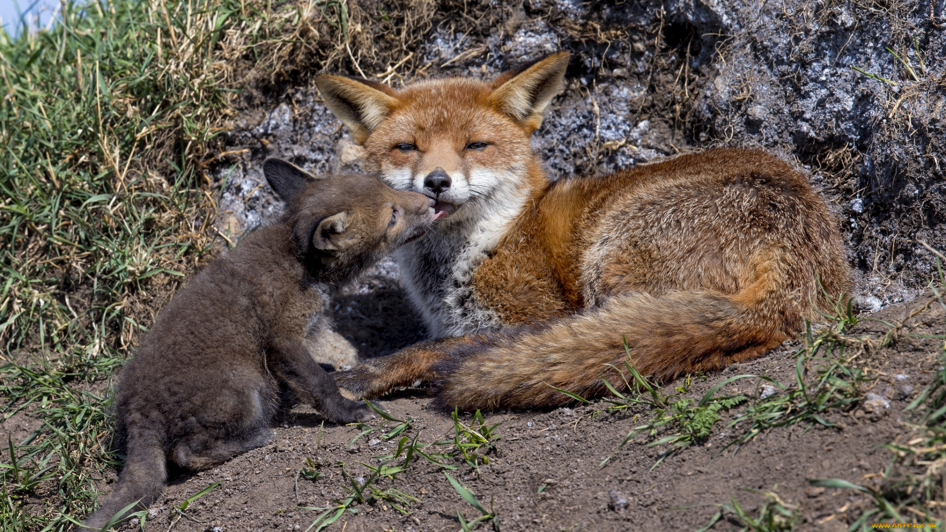 животные, лисы, мама, малыш, любовь