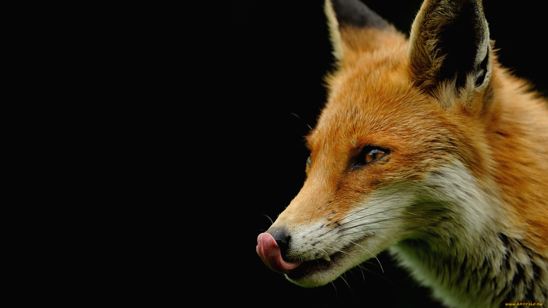 животные, лисы, морда, язык