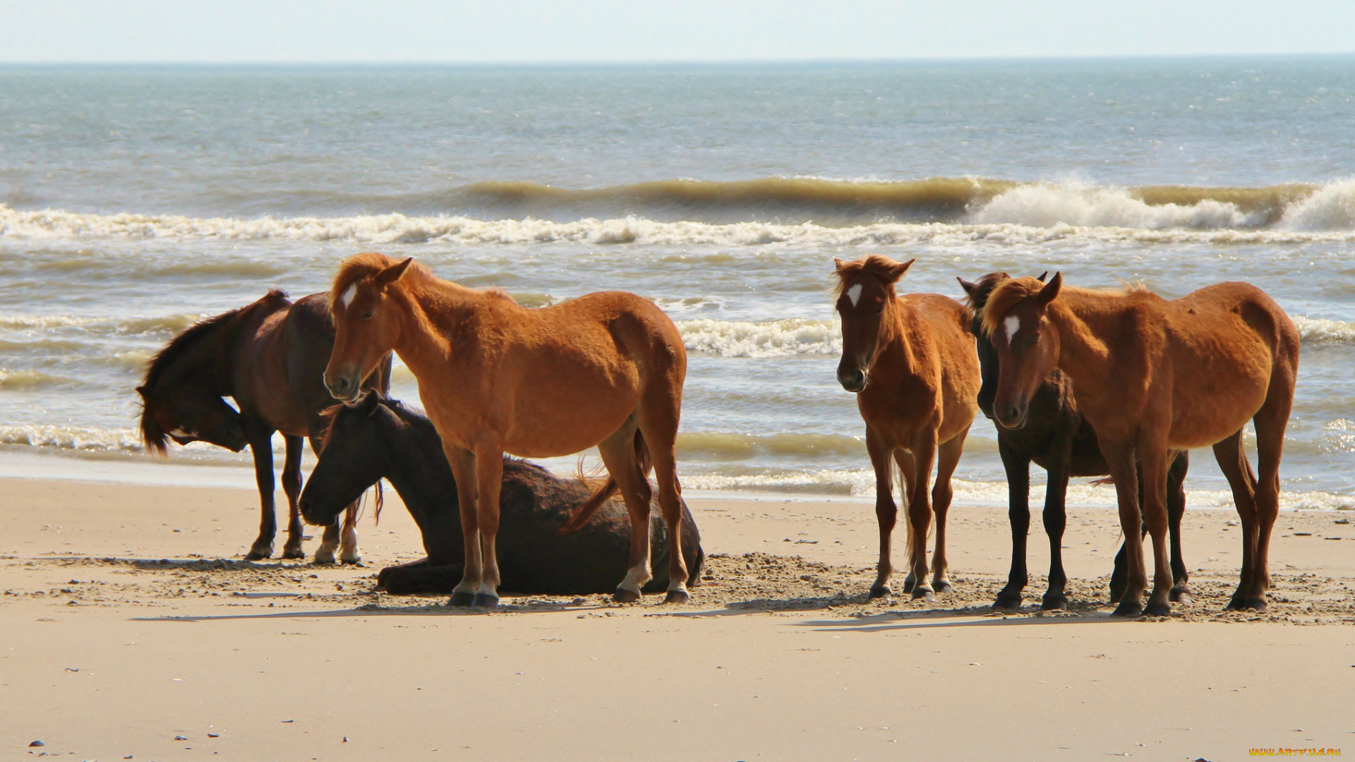 животные, лошади, море