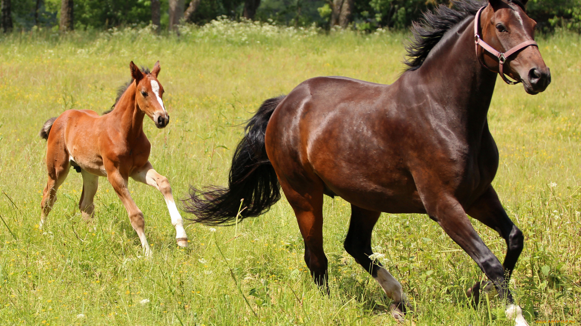 животные, лошади, жеребёнок, луг