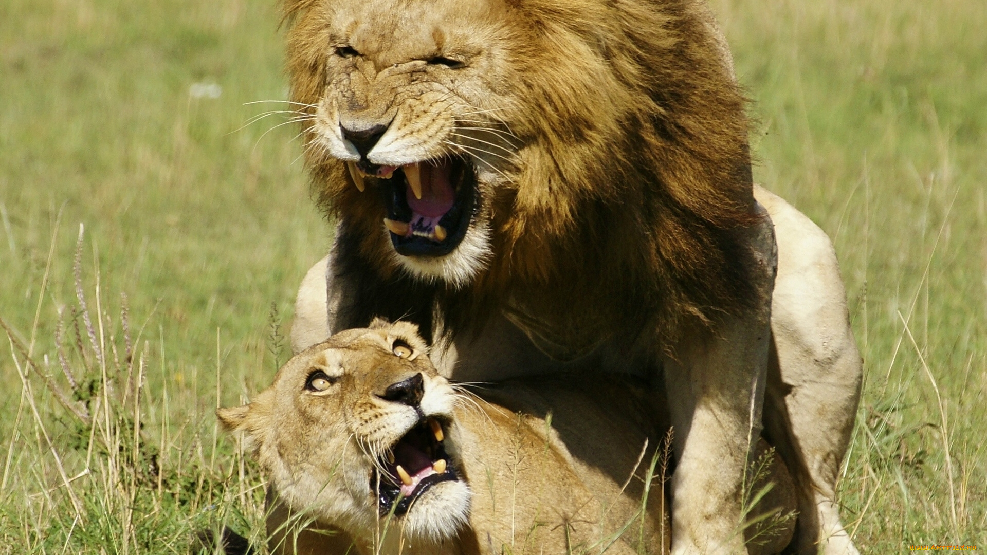 животные, львы, царь, зверей, дикие, кошки, любовь, ужас, львица
