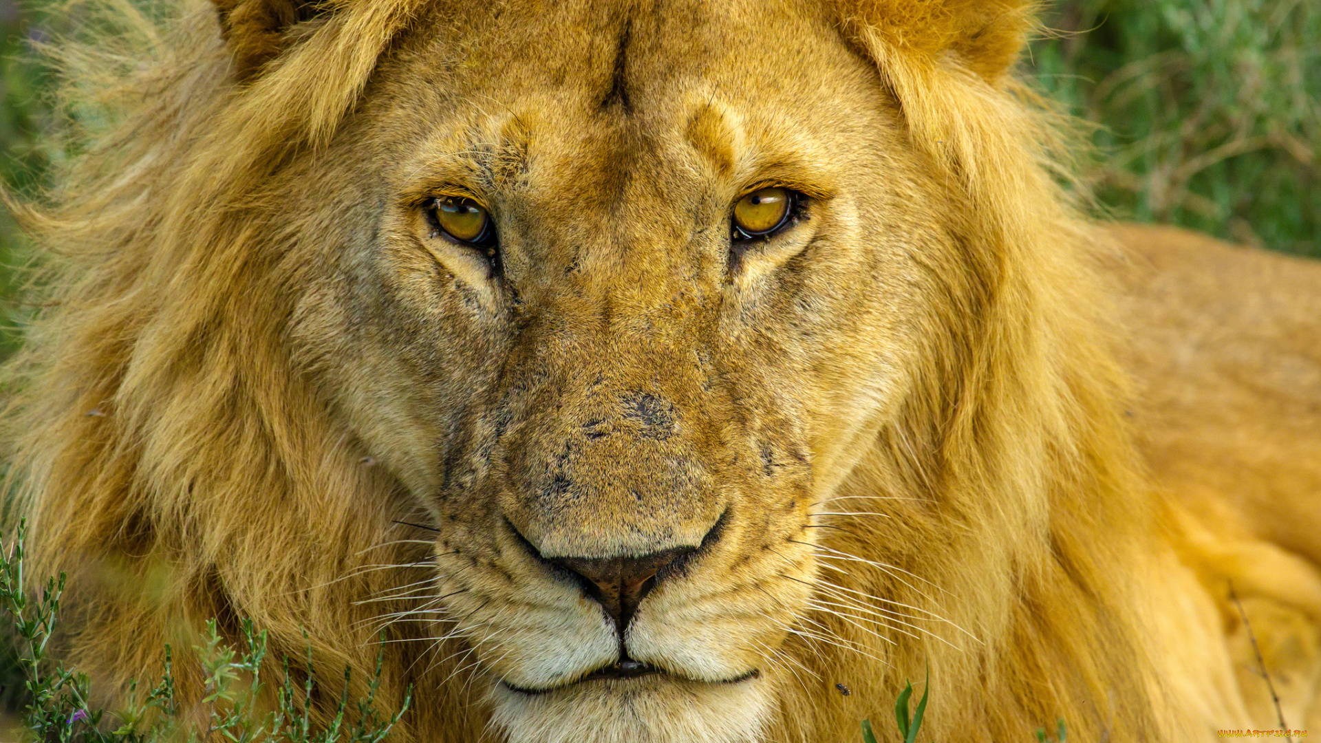 животные, львы, портрет, молодой