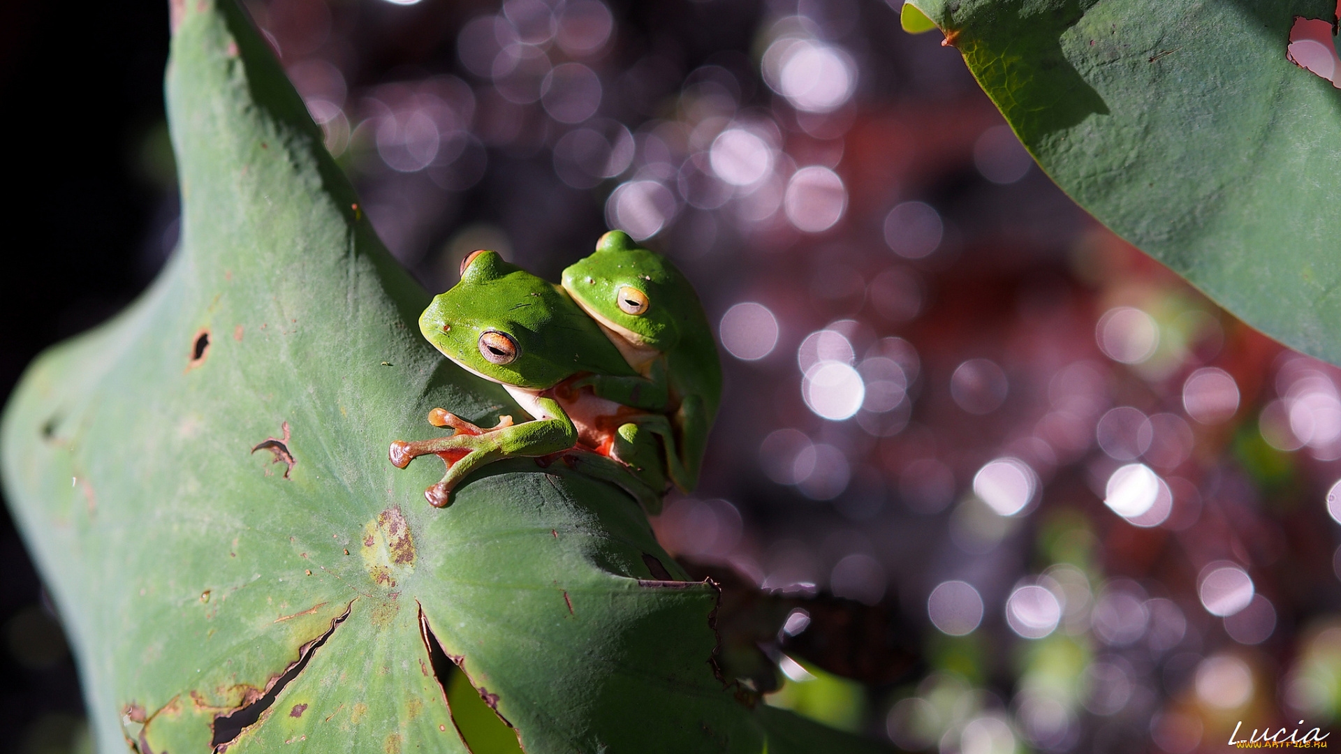 животные, лягушки, листок, жабки