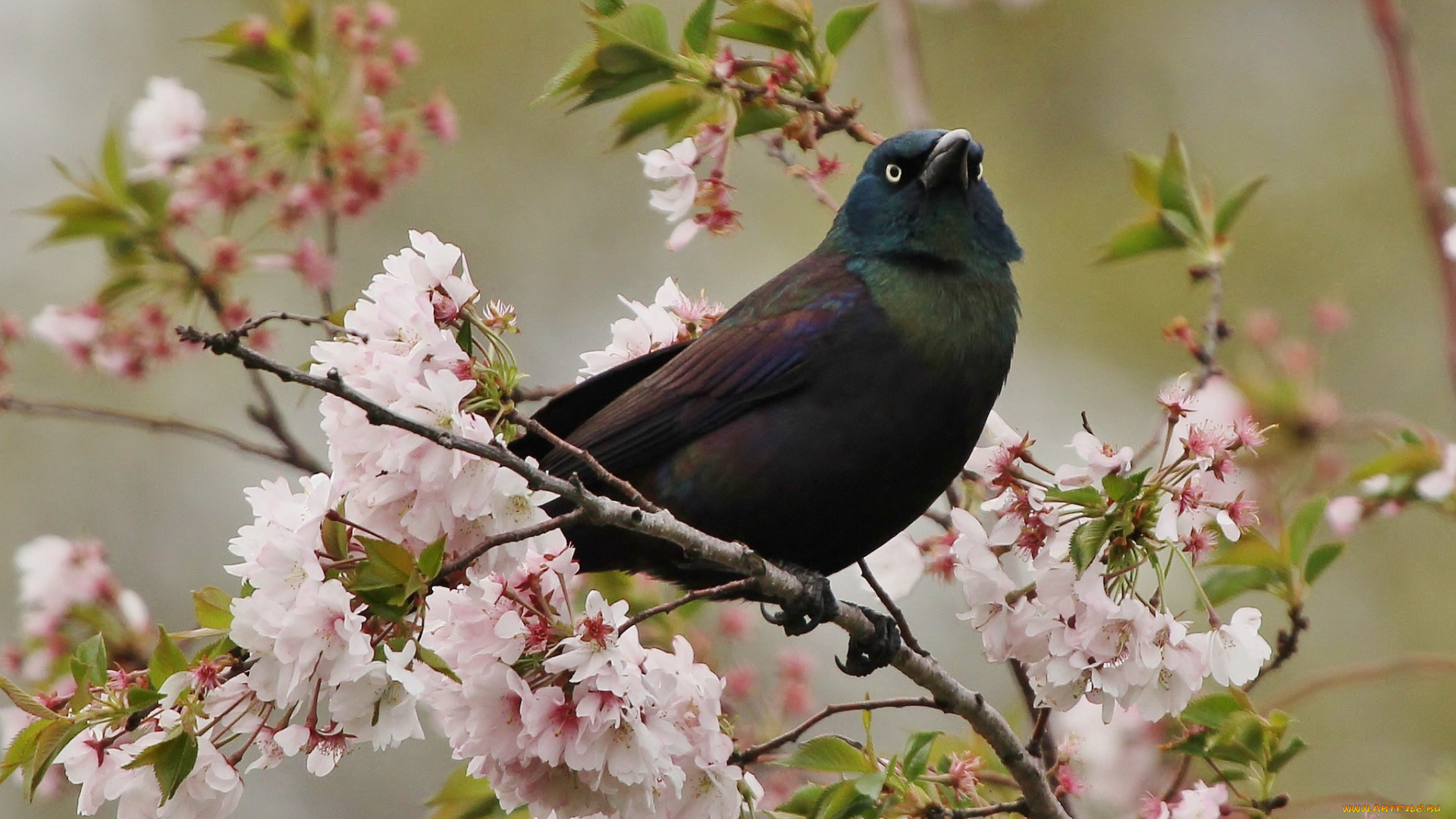 животные, птицы, гракл, вишня, цветение, ветка