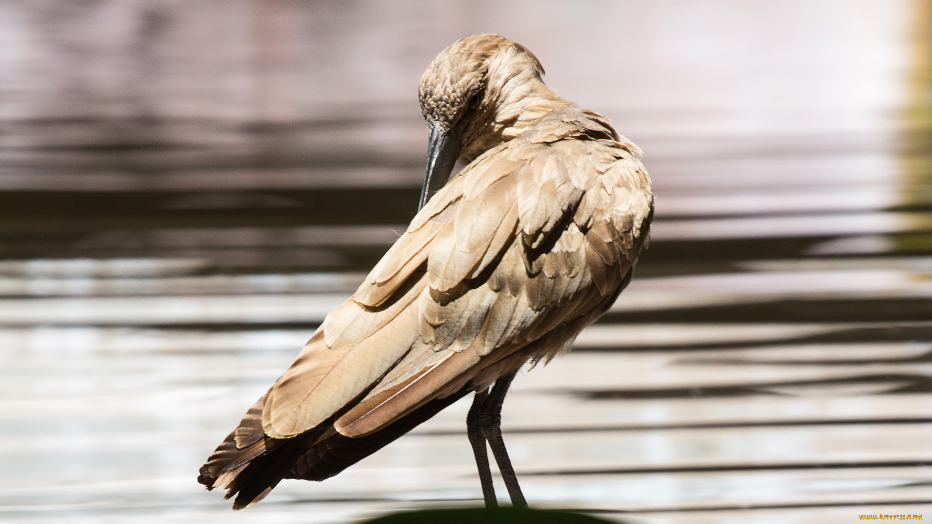 животные, птицы, клюв