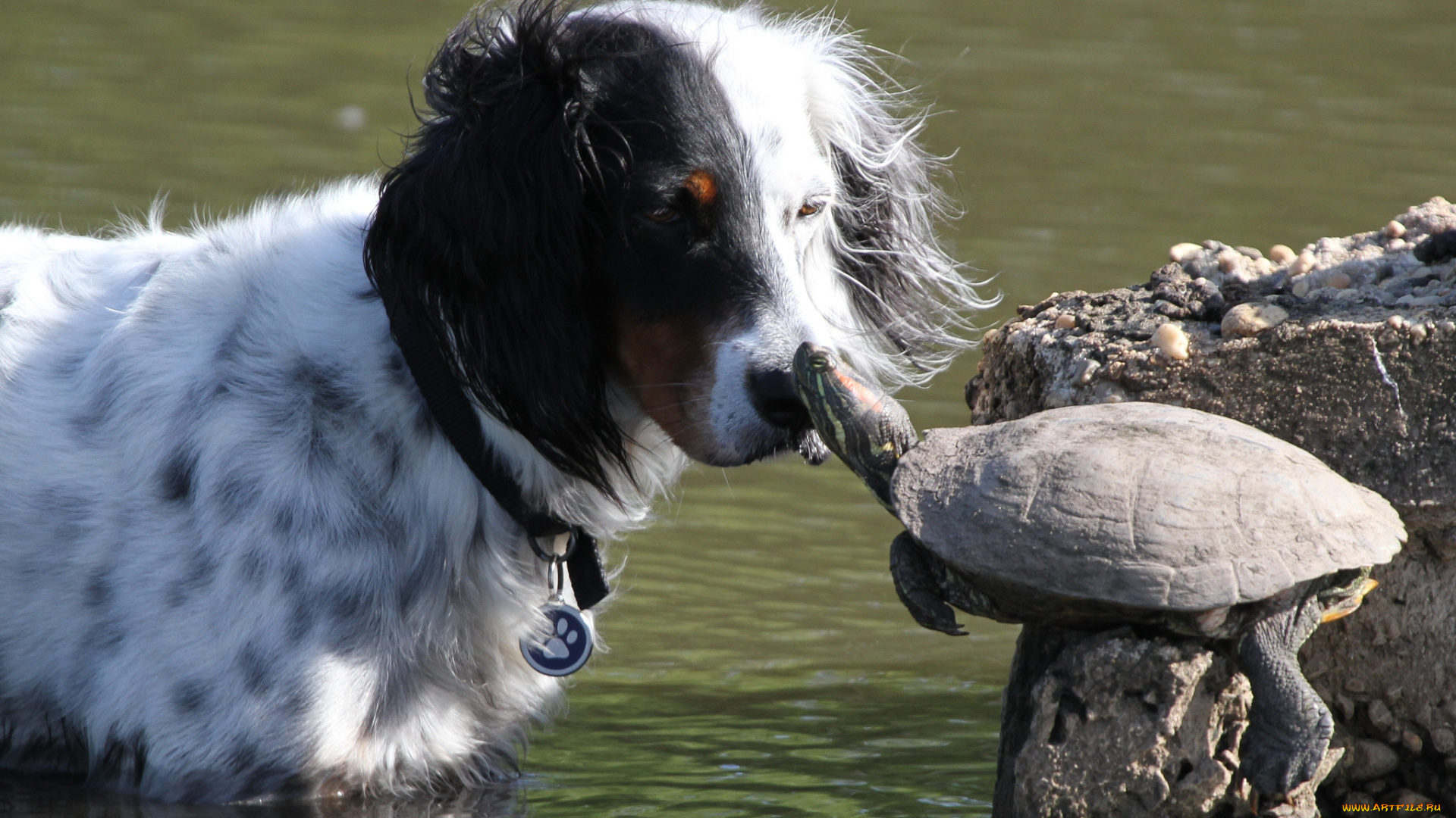 животные, разные, вместе, собака, черепаха, друзья