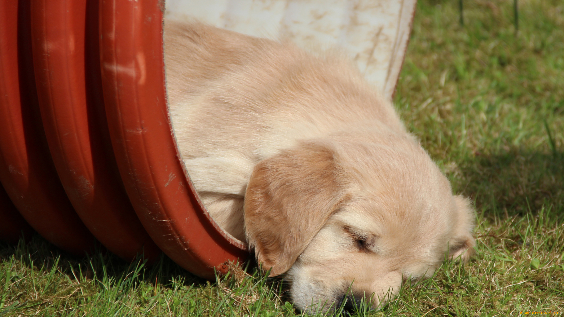 животные, собаки, щенок, сон, голден, ретривер, золотистый
