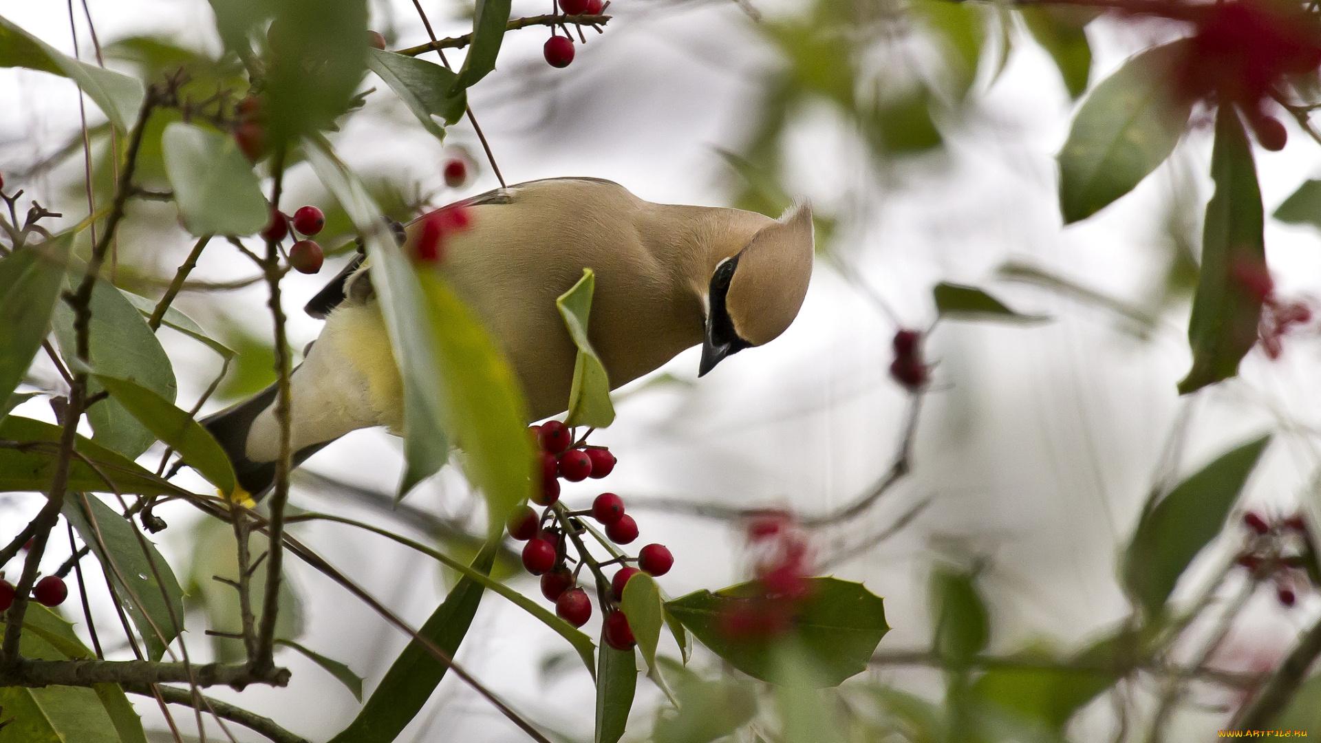 животные, свиристели, ягоды, хохолок