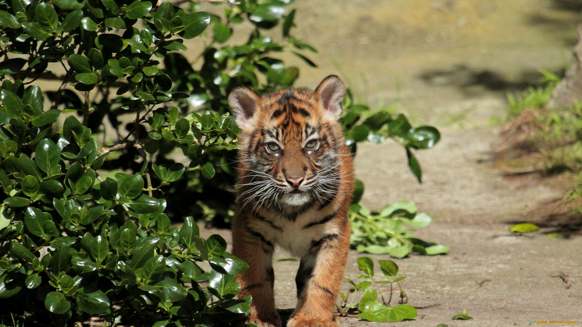 животные, тигры, тигрюля