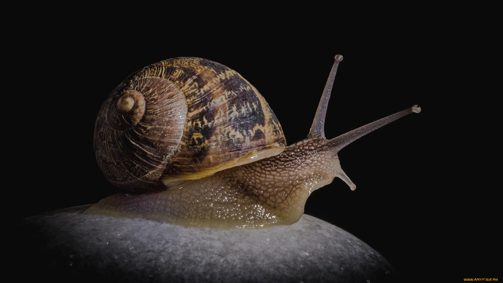 животные, улитки, рожки, слизняк