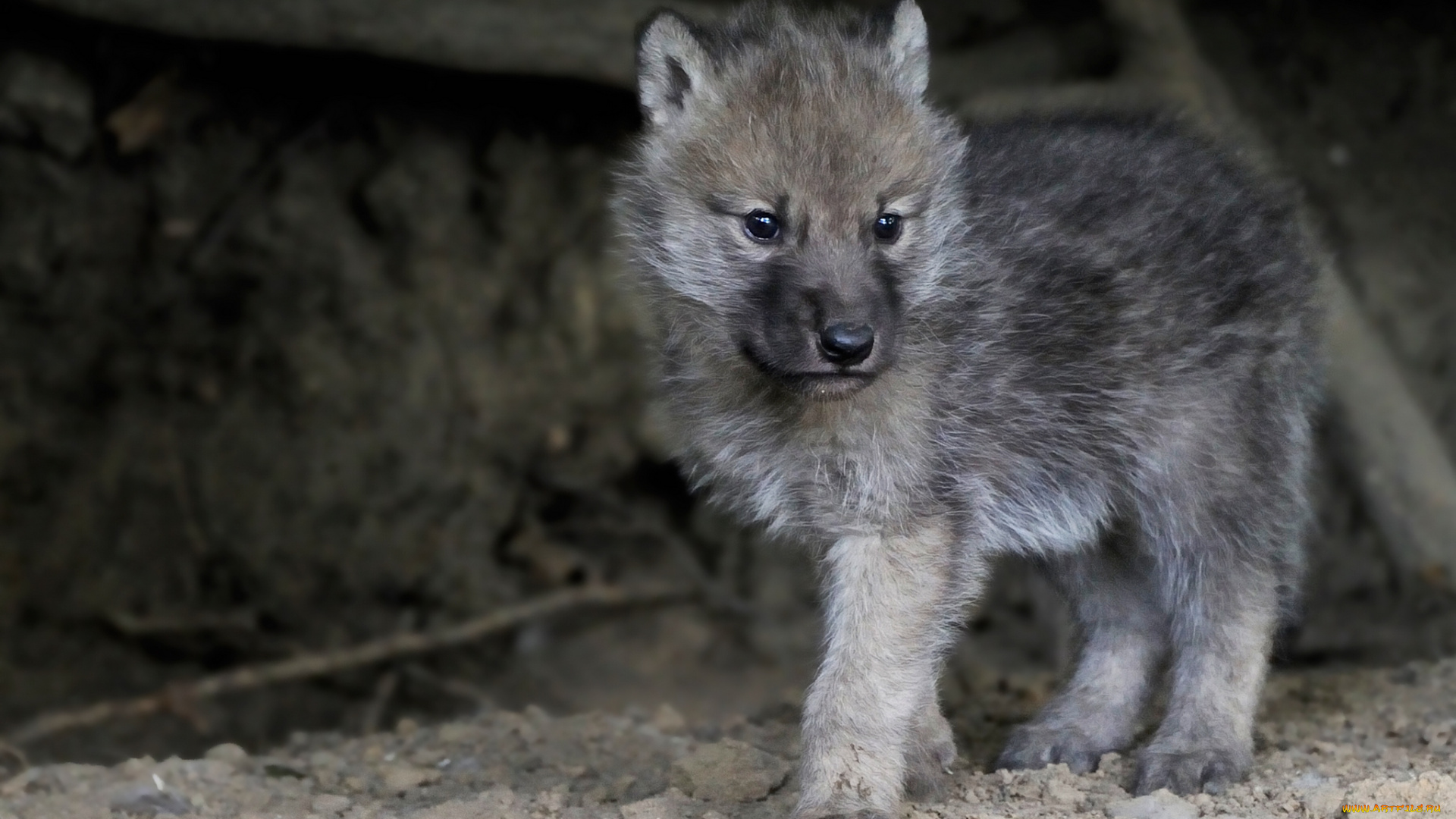 животные, волки, арктический, волк, волчонок, детёныш