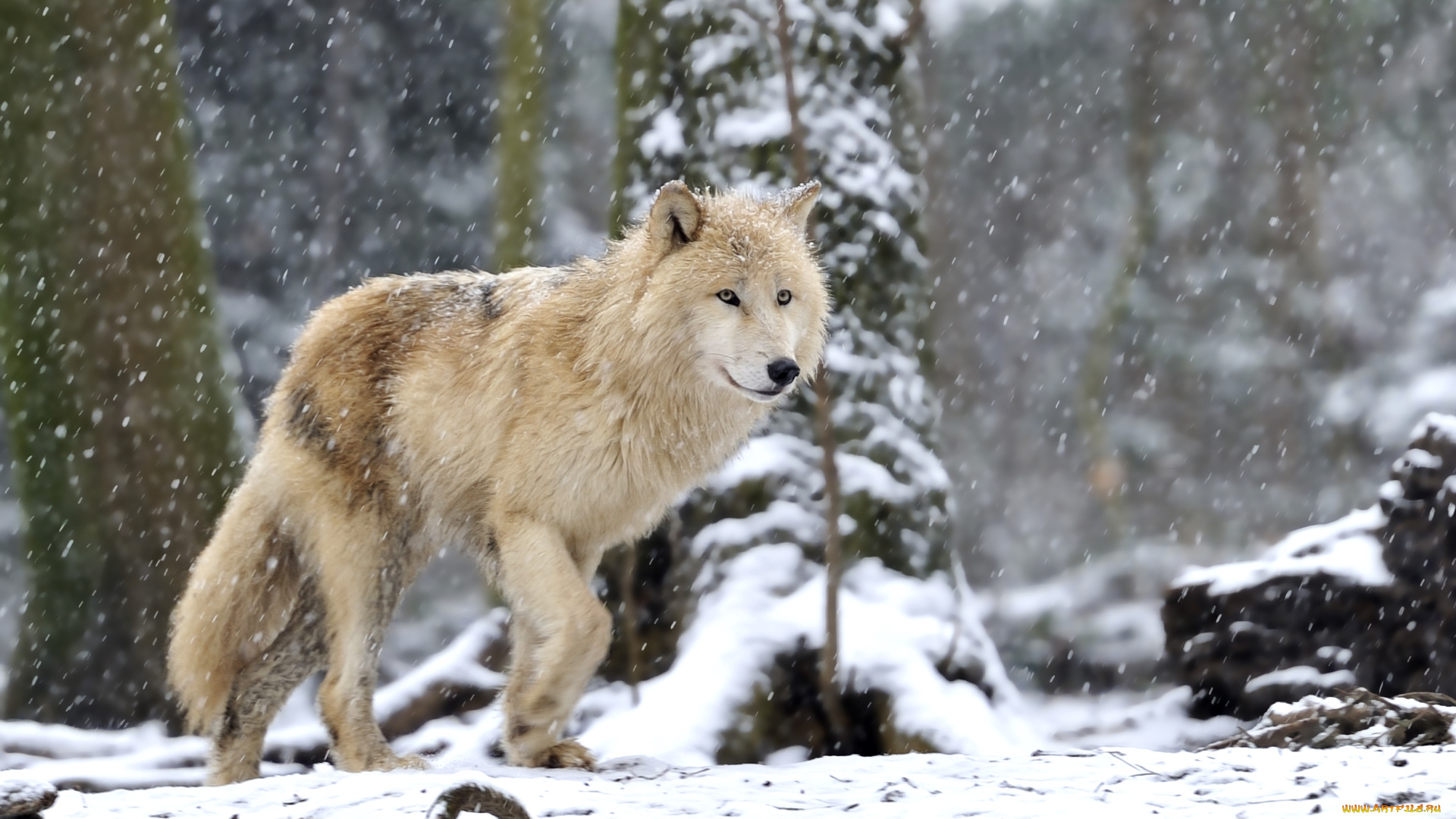 животные, волки, белый