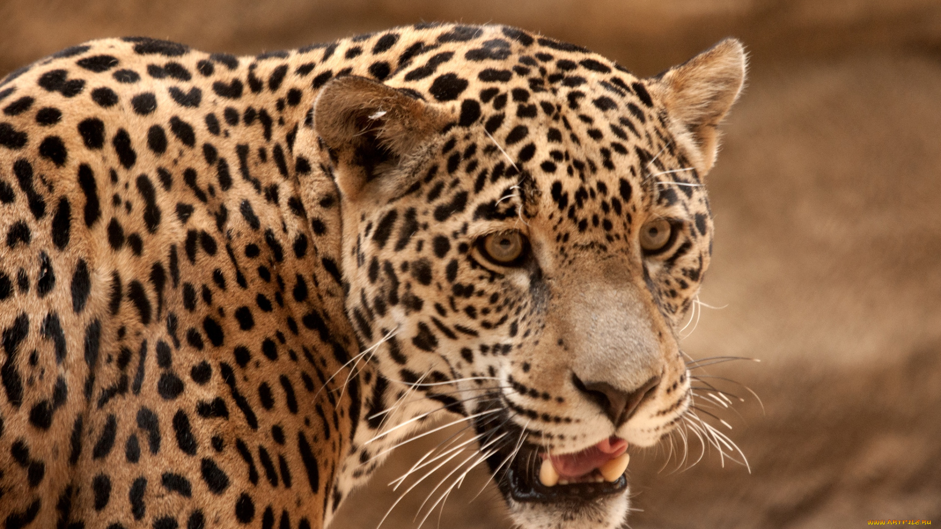 животные, Ягуары, морда, пятна