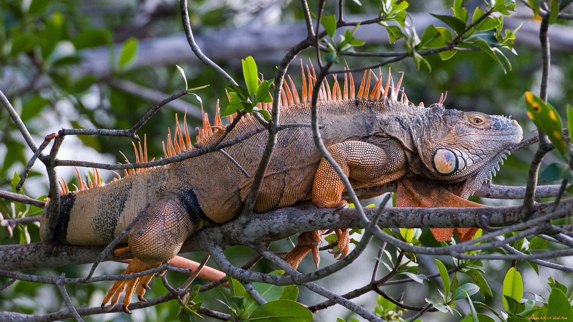 животные, Ящерицы, игуаны, вараны, игуана, ветки