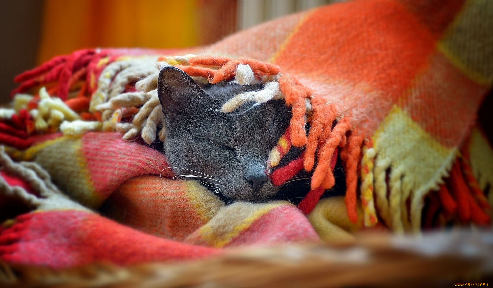 животные, коты, плед