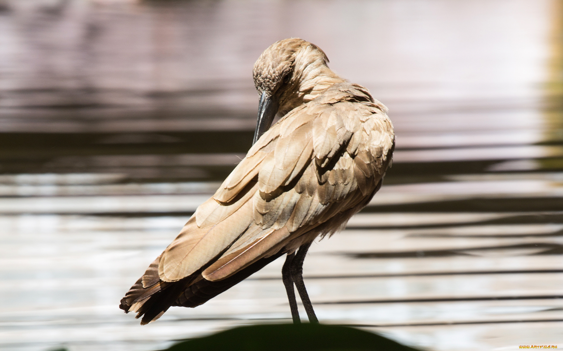 животные, птицы, клюв