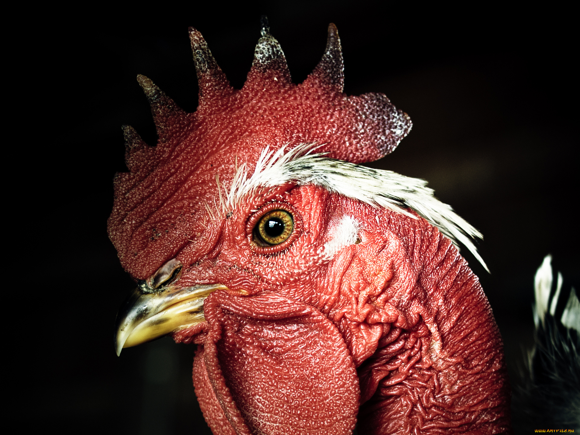 животные, куры, петухи, гребешок, клюв, петух