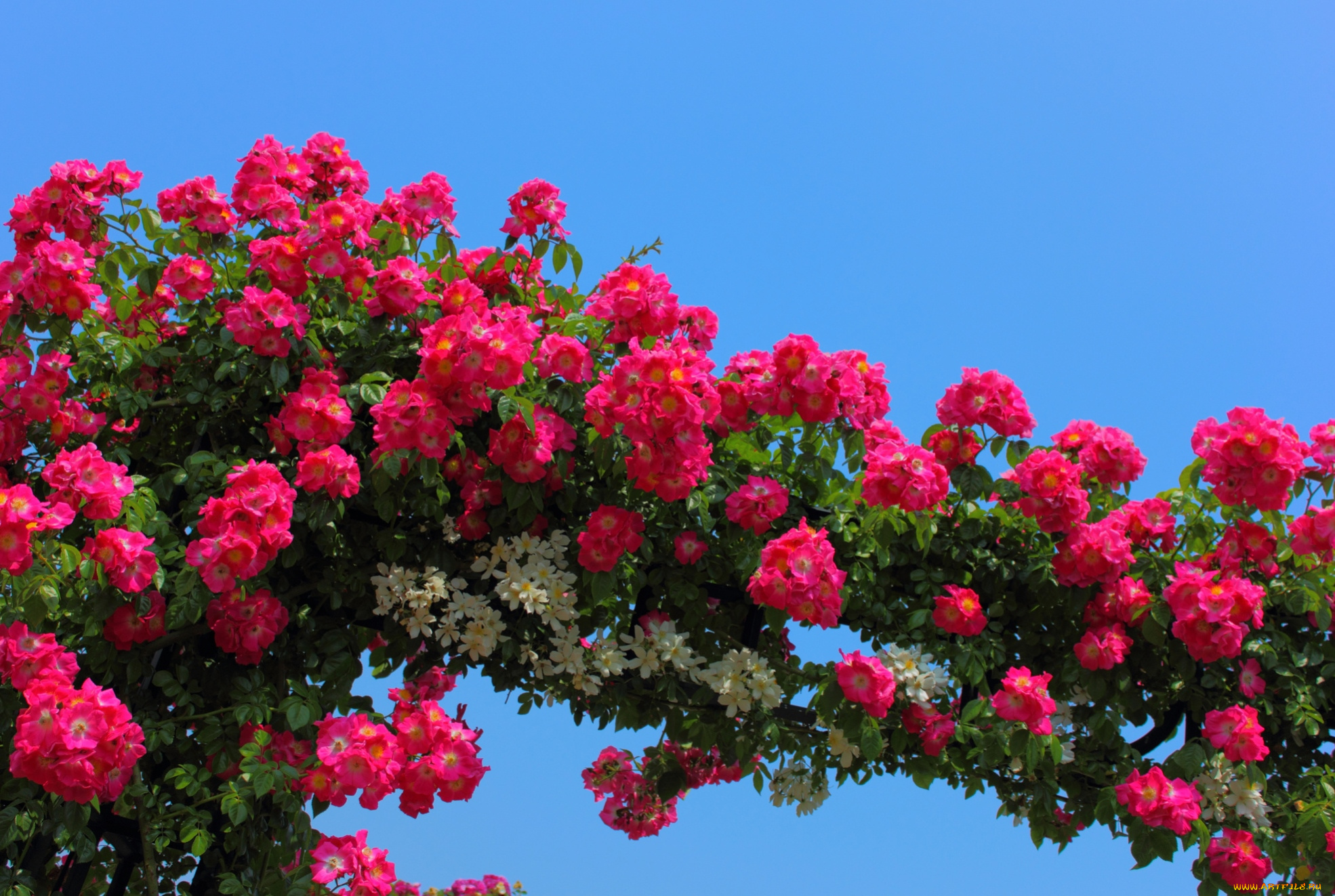 цветы, розы, арка, красный