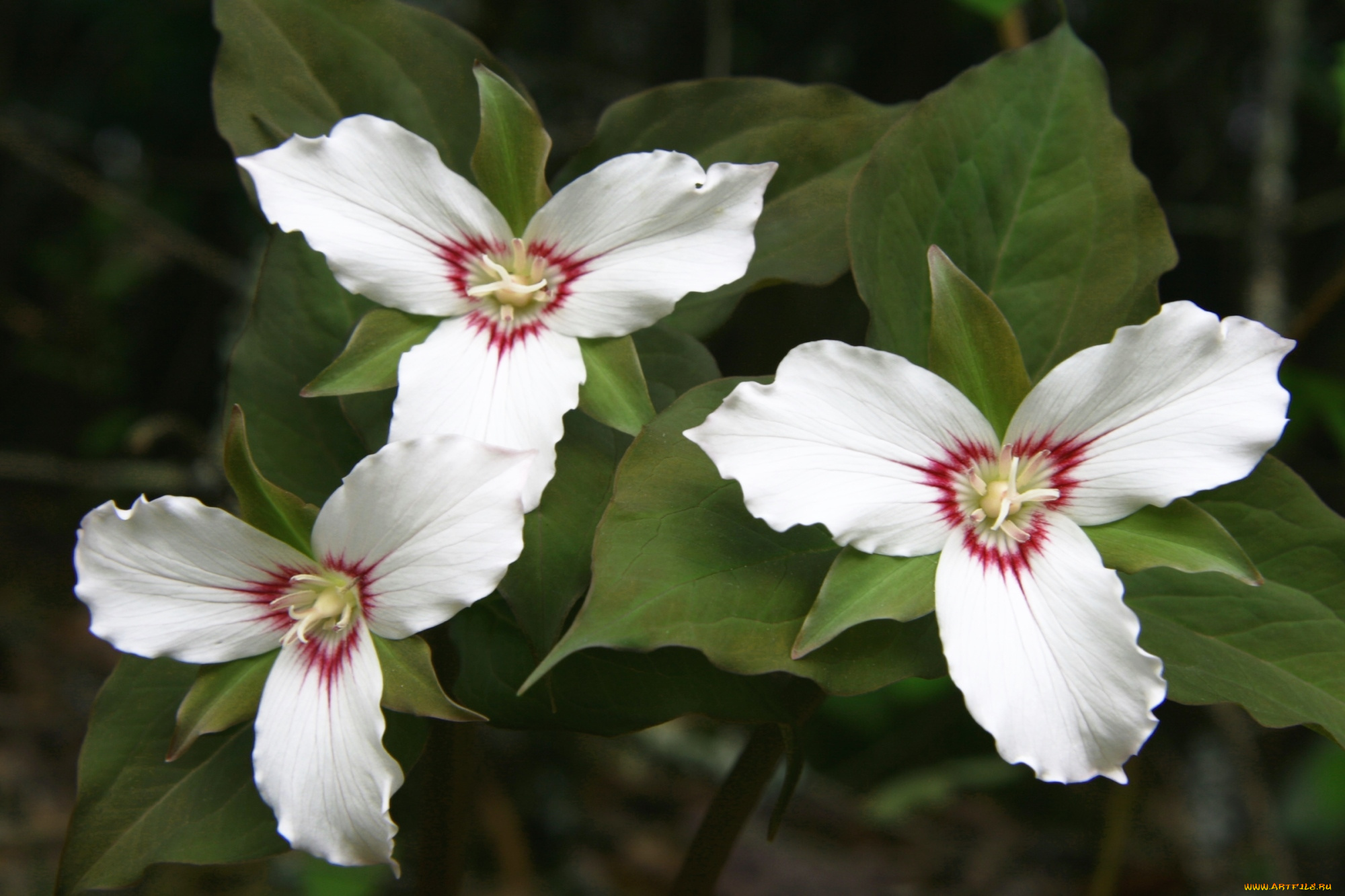 цветы, триллиумы, трилистник