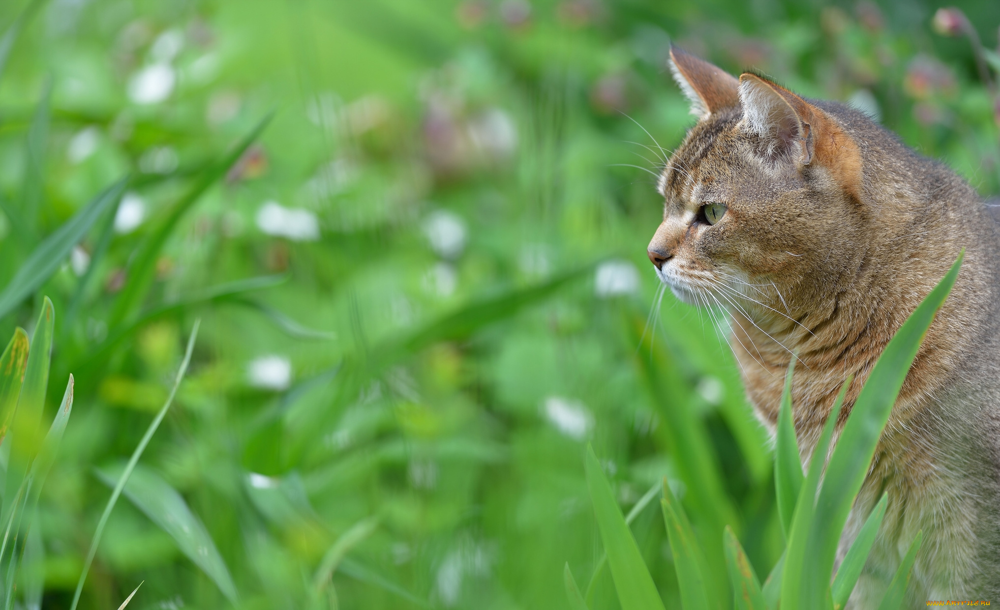 животные, коты, трава