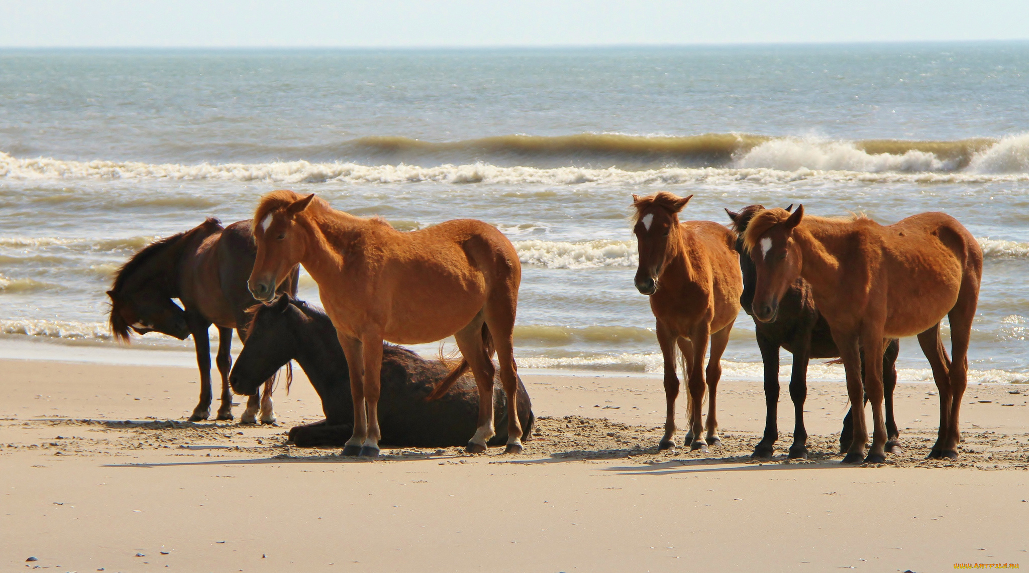 животные, лошади, море