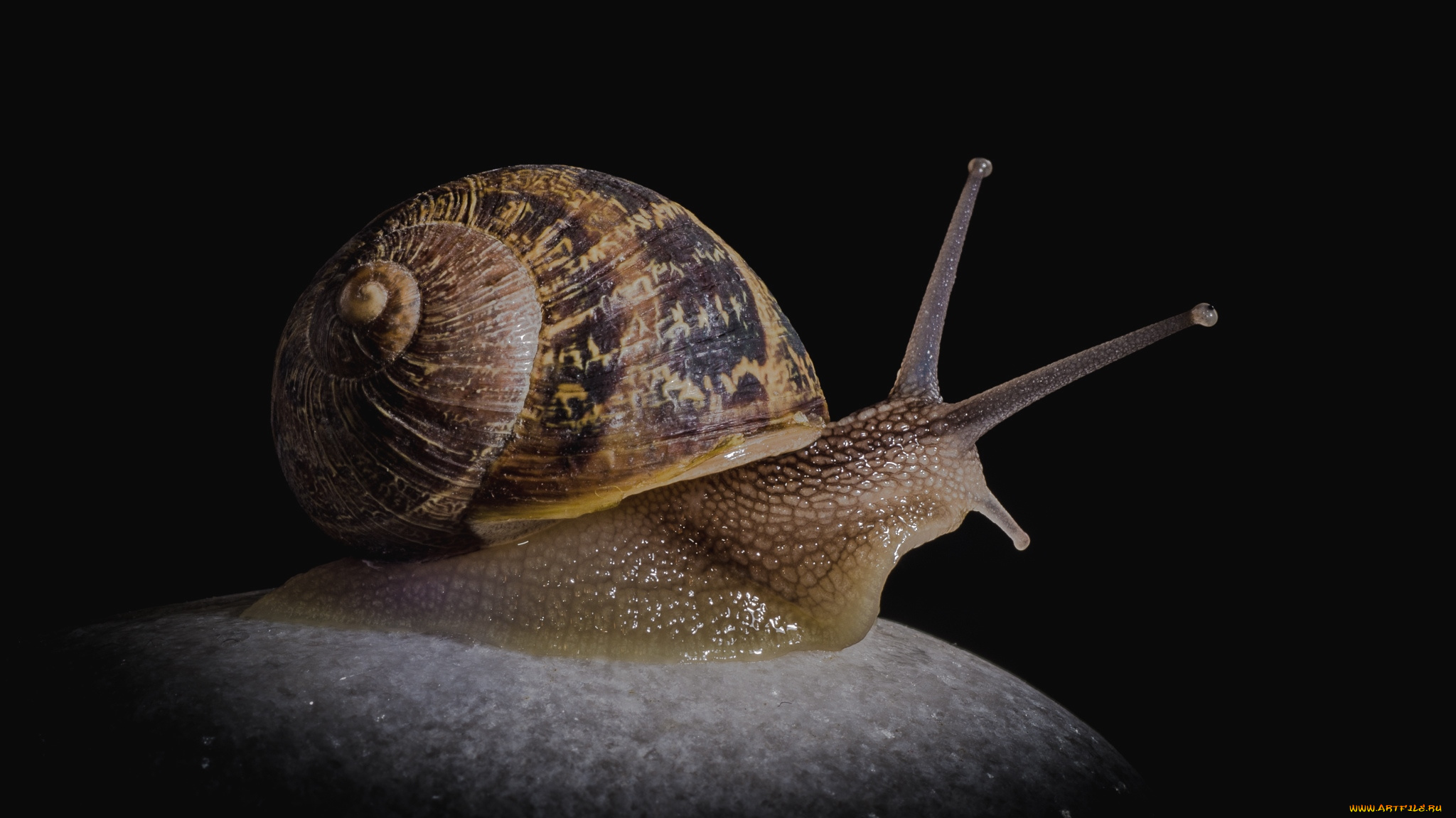 животные, улитки, рожки, слизняк