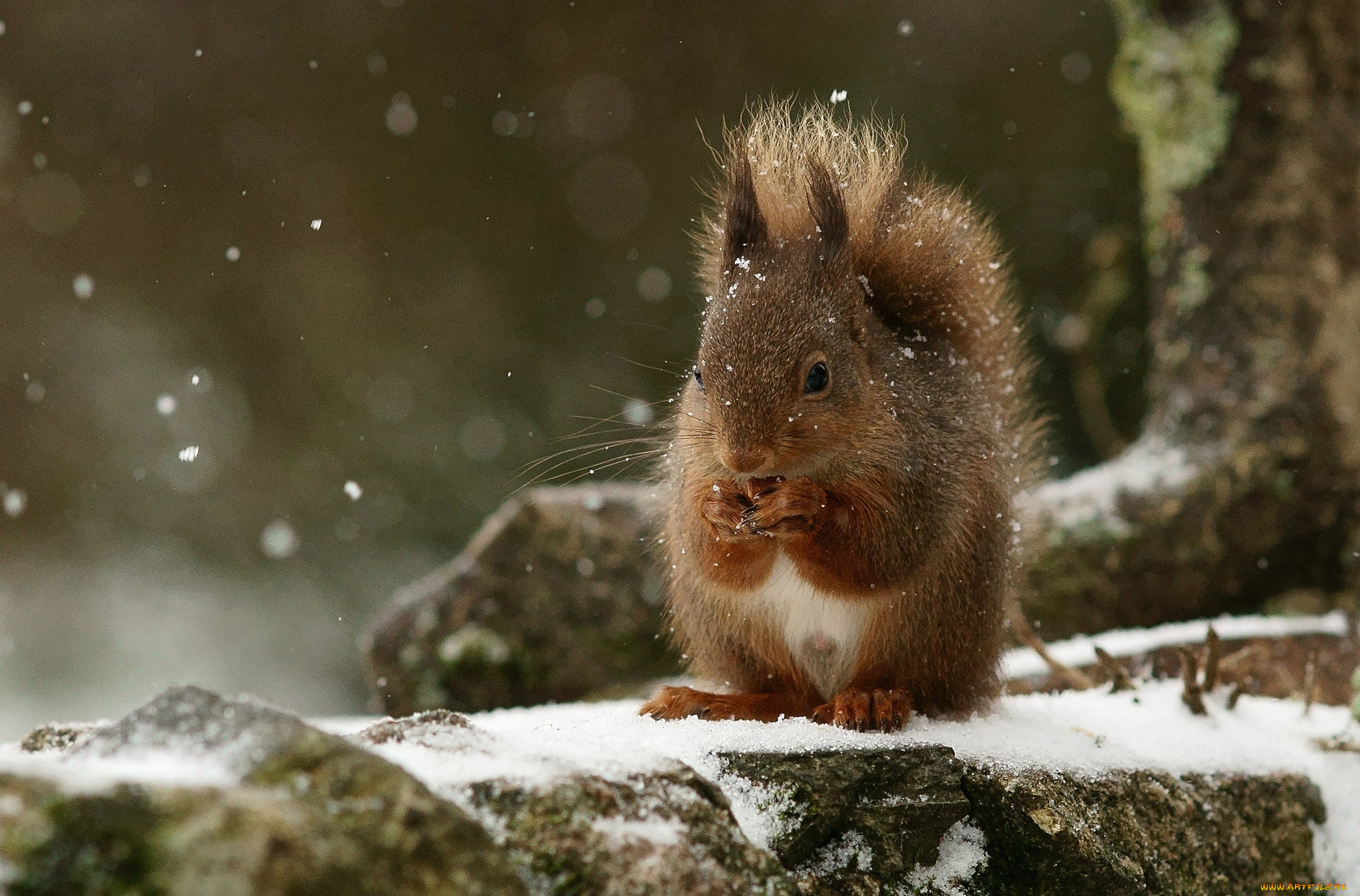 животные, белки, рыжий, зверек
