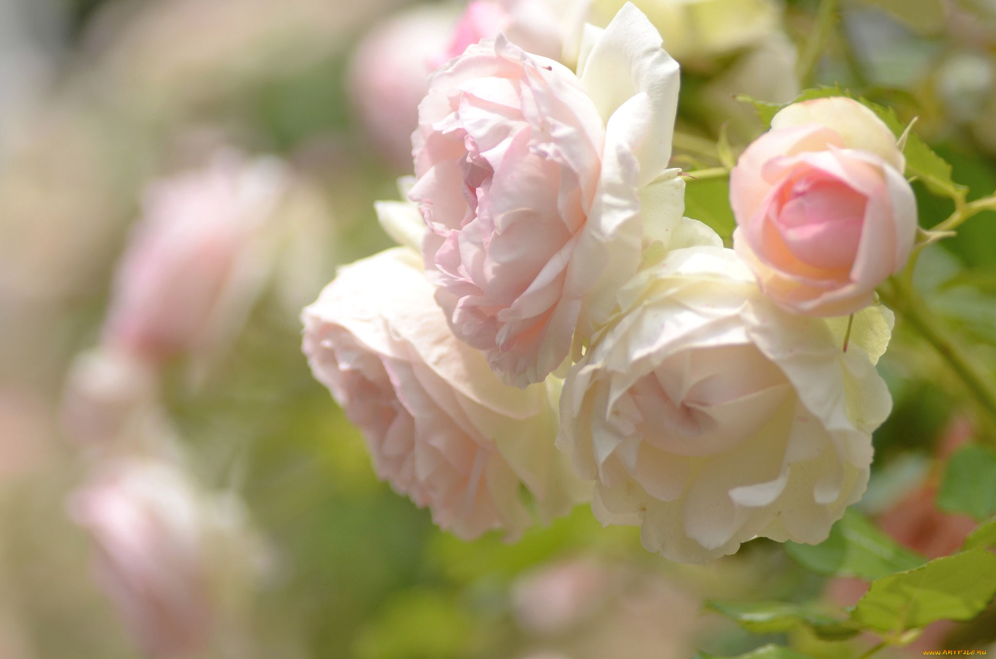 цветы, розы, свет