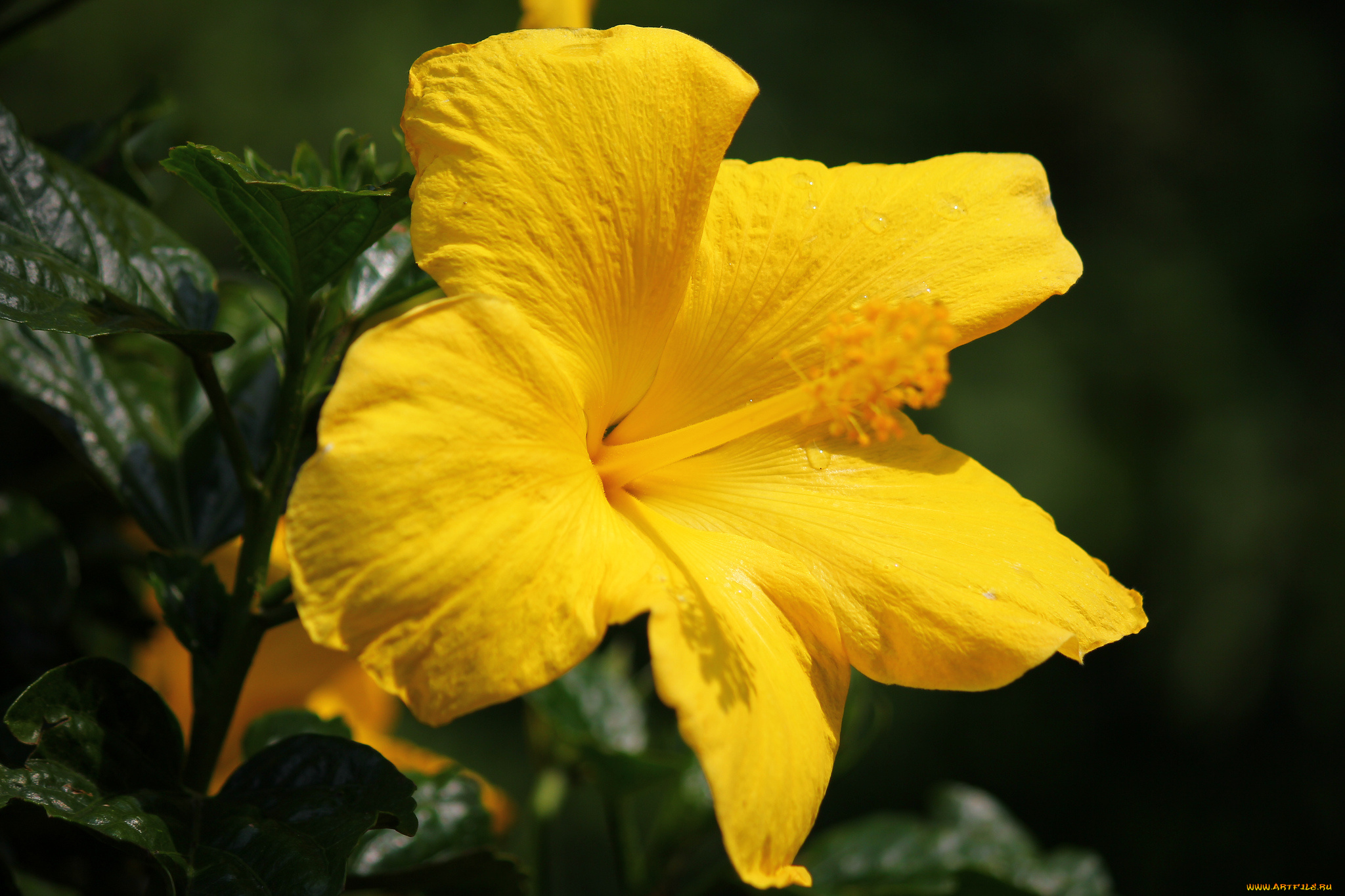 цветы, гибискусы, китайская, роза, макро