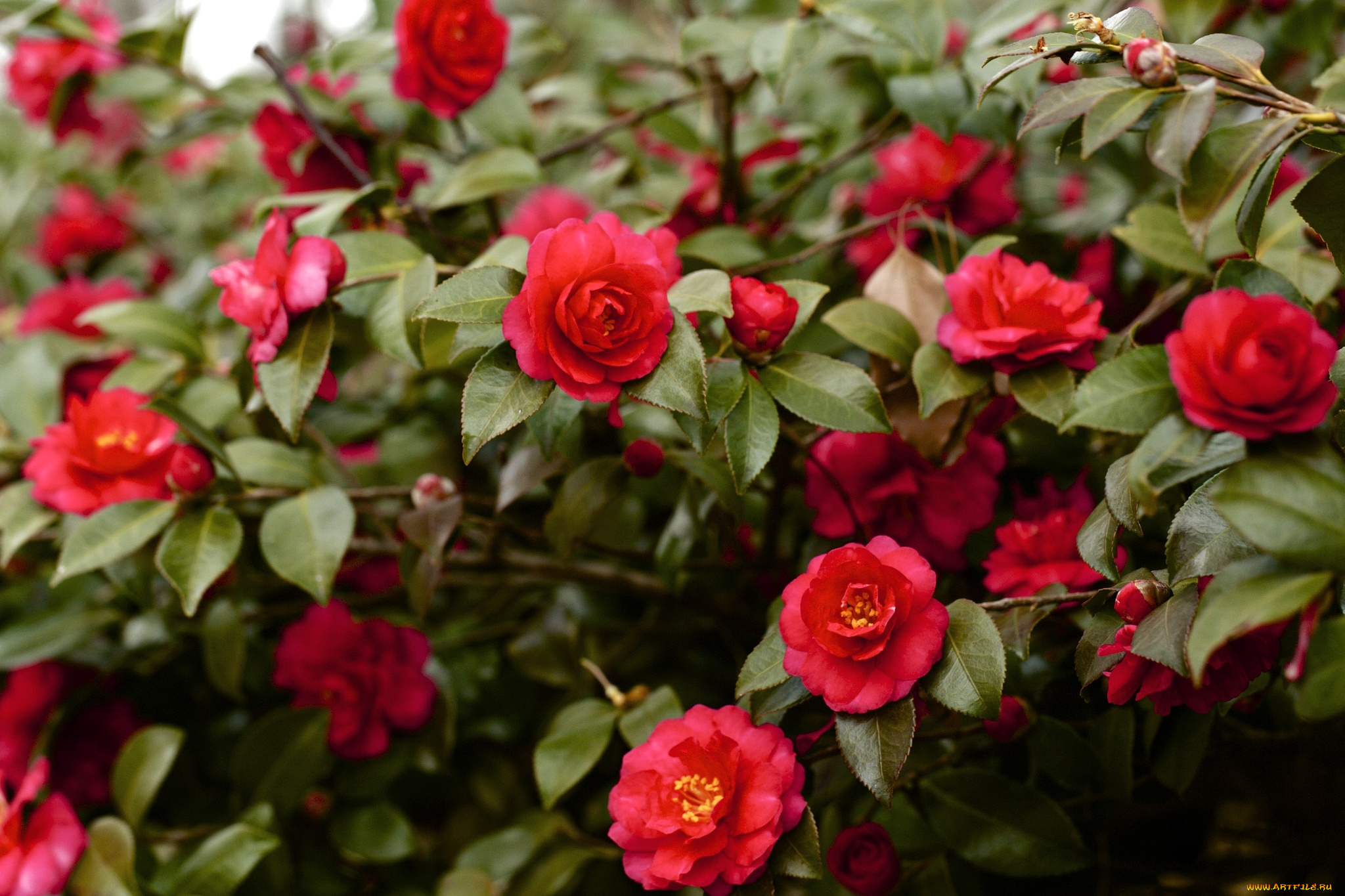 цветы, камелии, дерево, красный