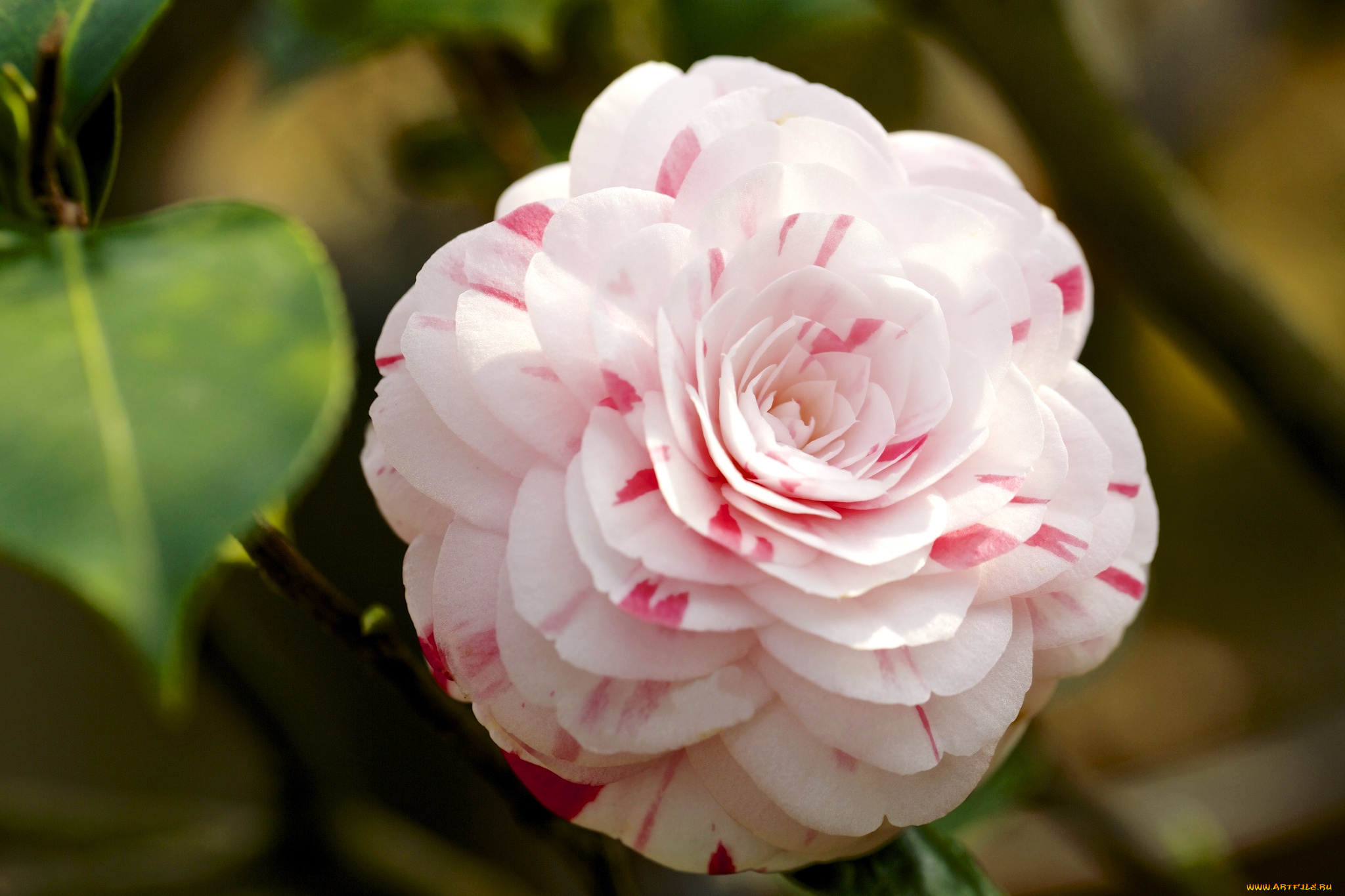 цветы, камелии, пестрый, лепестки