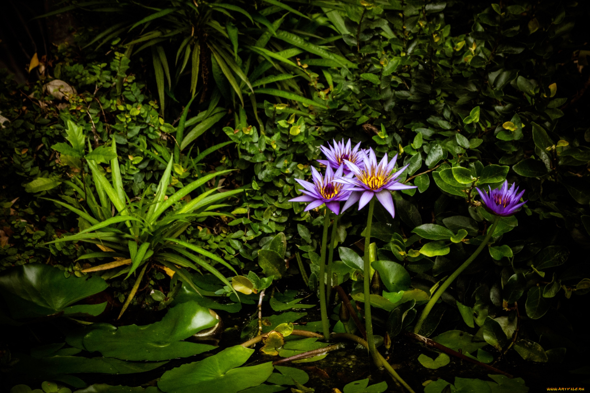 цветы, лилии, водяные, нимфеи, кувшинки, фиолетовый, заросли