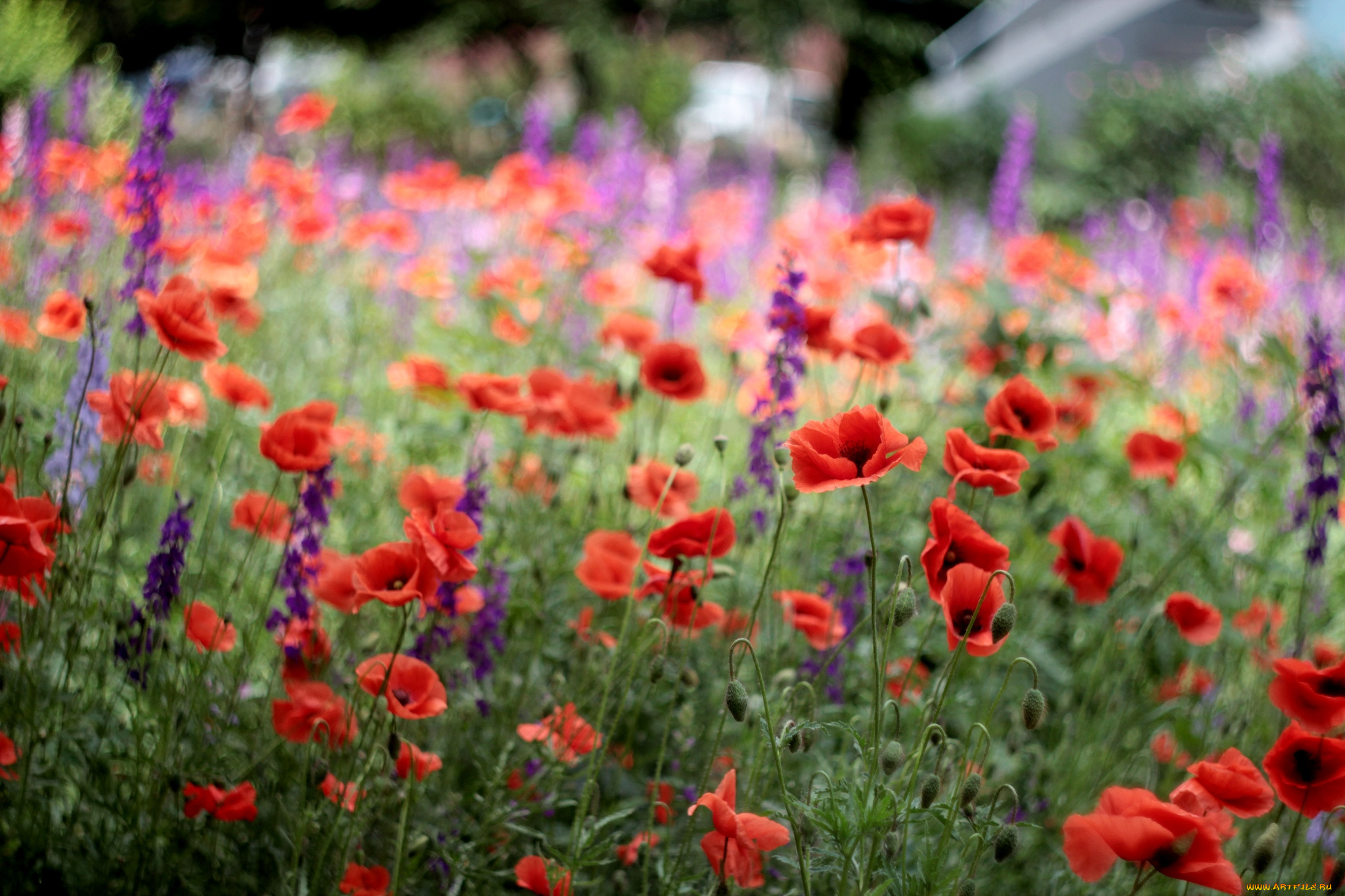 цветы, луговые, полевые, луг