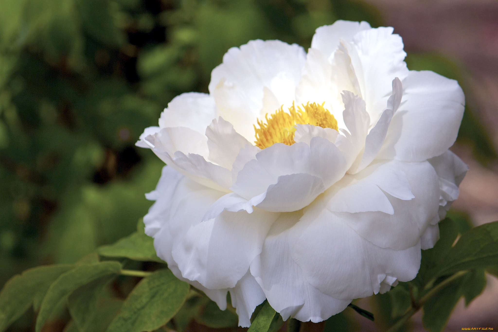 цветы, пионы, белый