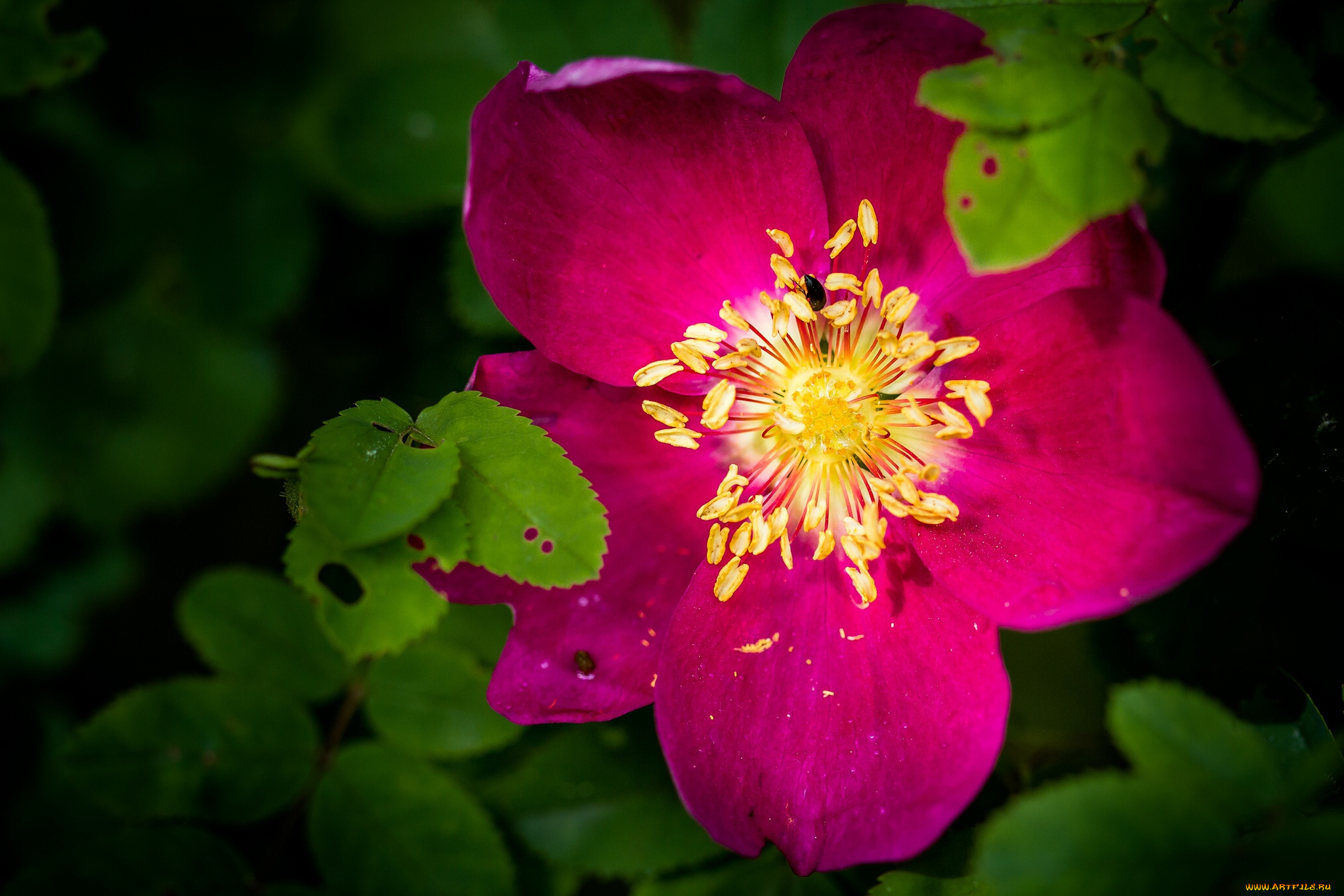 цветы, шиповник, макро, листья, лепестки