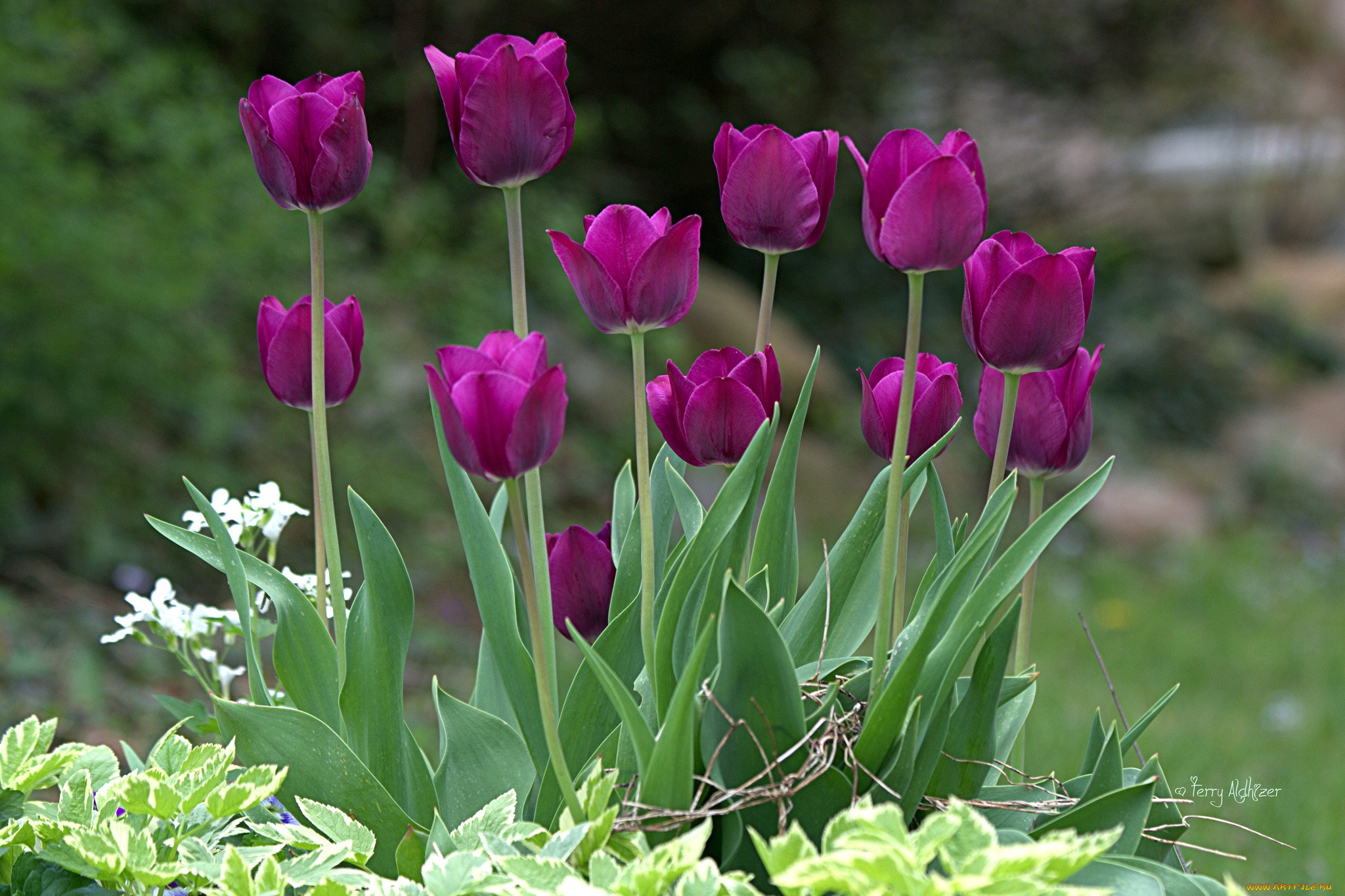 цветы, тюльпаны, лиловый