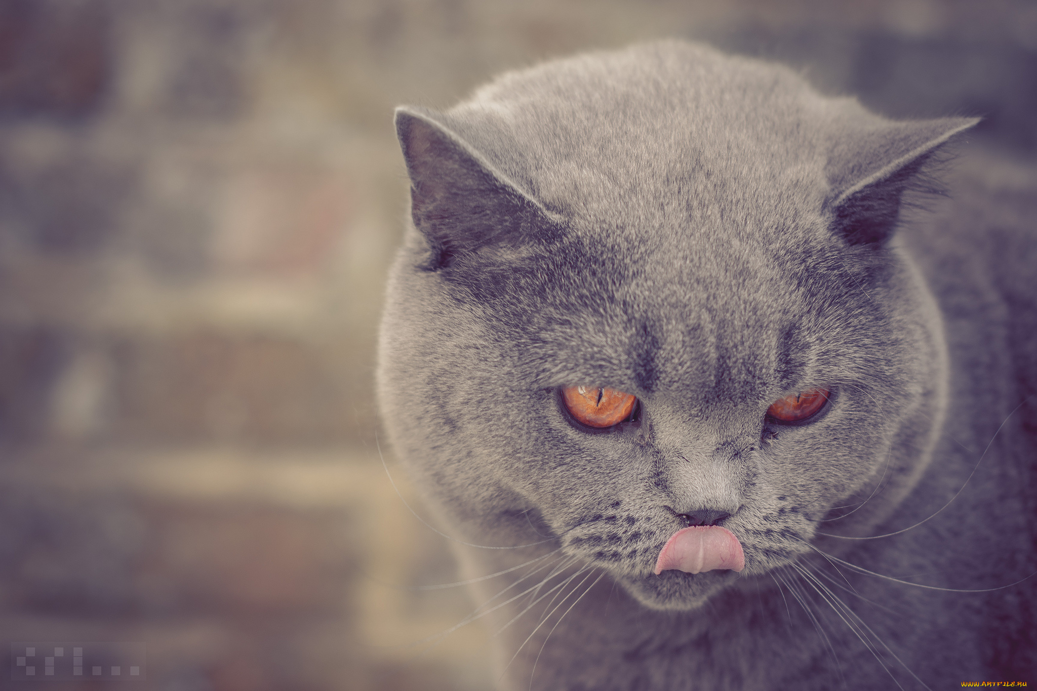 животные, коты, британская, короткошёрстная