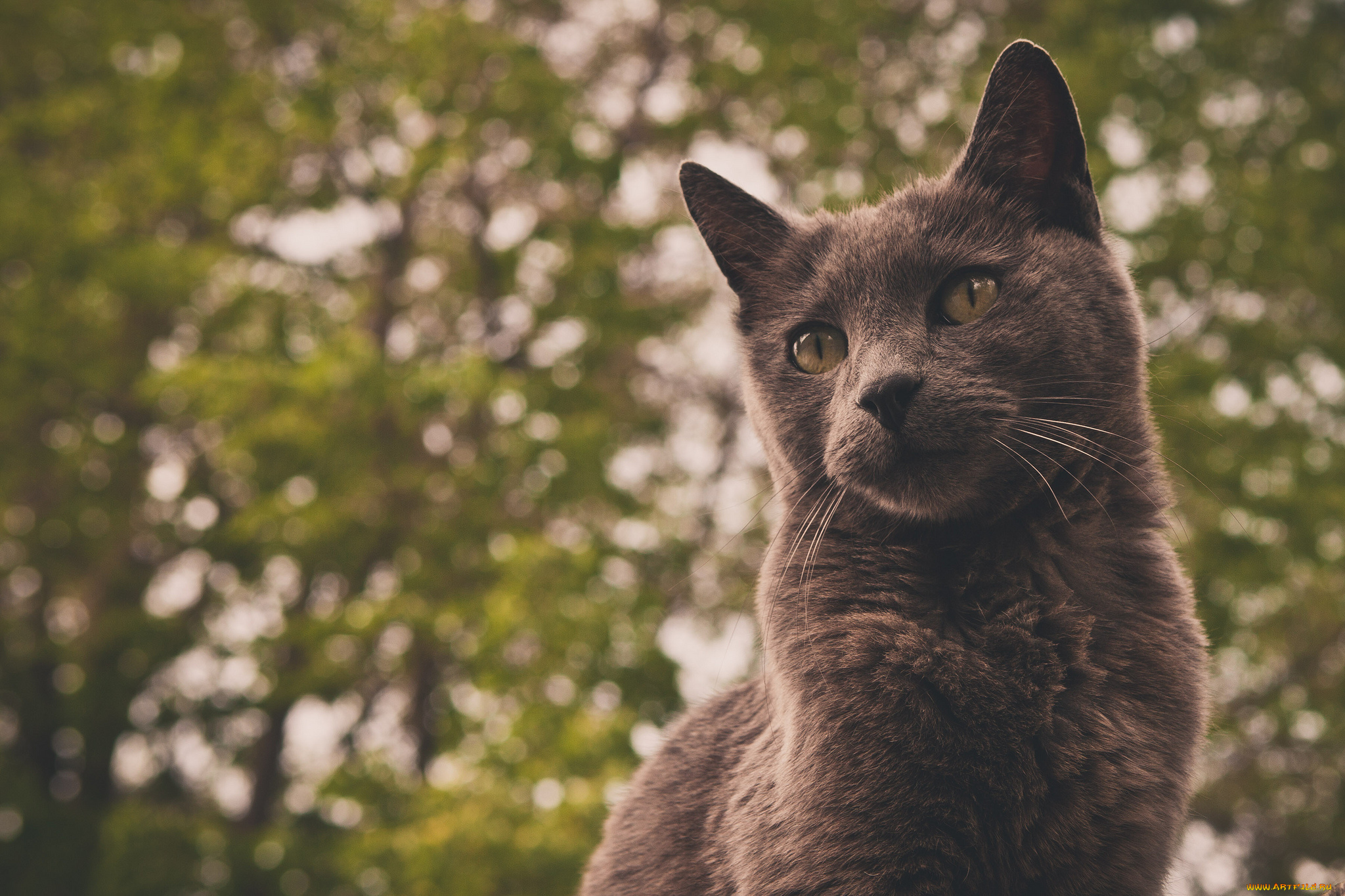 животные, коты, портрет