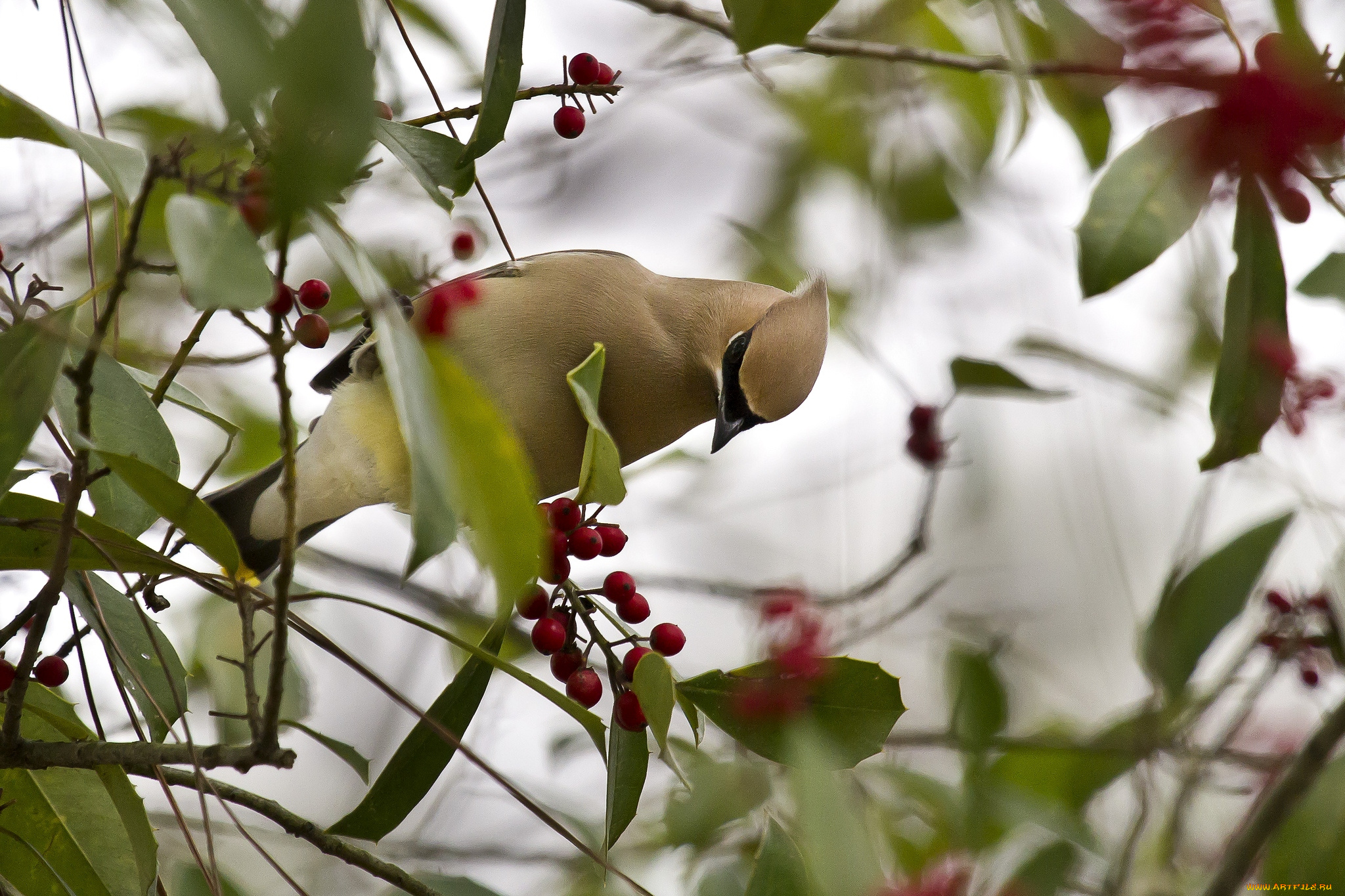 животные, свиристели, ягоды, хохолок
