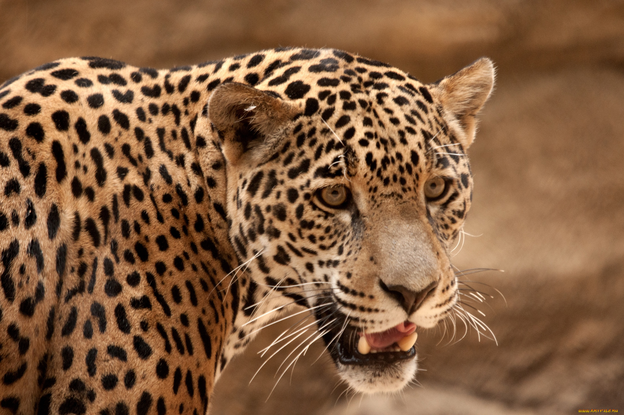 животные, Ягуары, морда, пятна