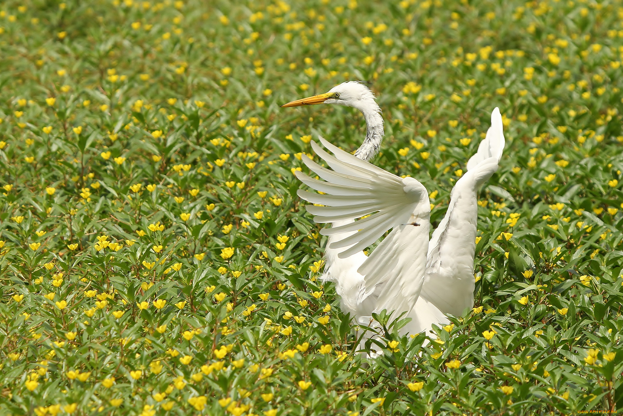 животные, цапли, цветы, большая, белая, цапля, крылья
