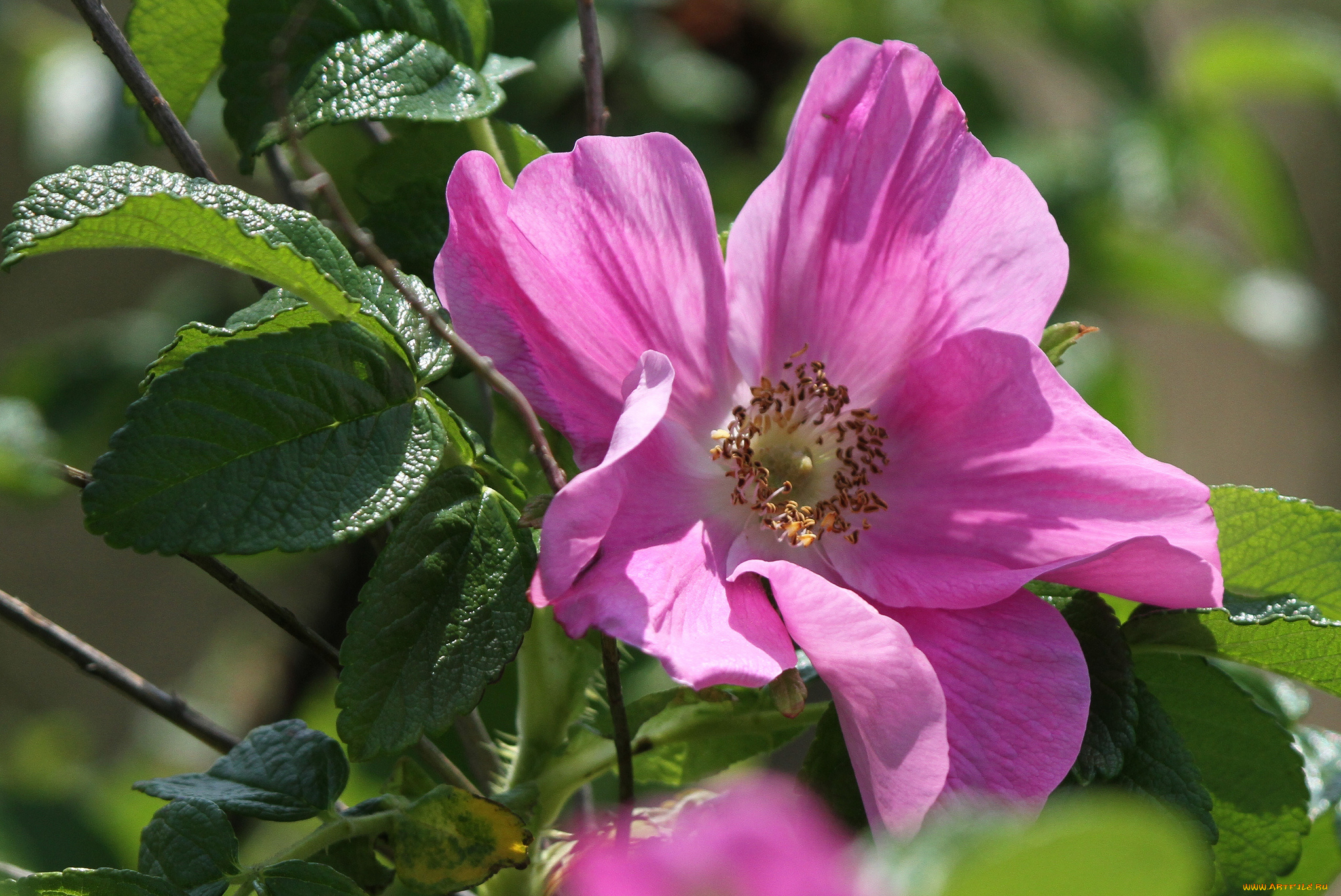 цветы, шиповник, лепестки, листья, макро