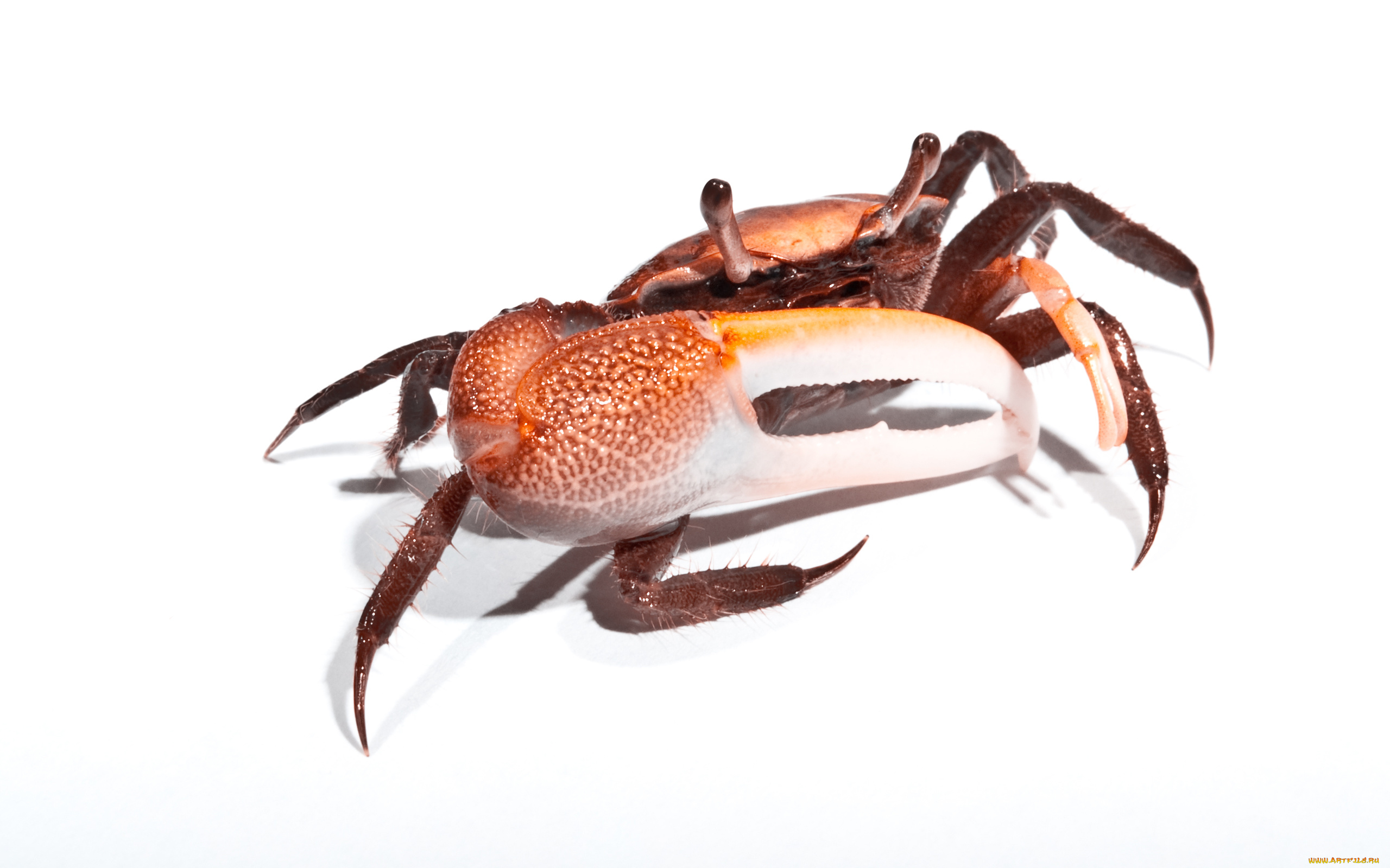 животные, крабы, раки, клешни
