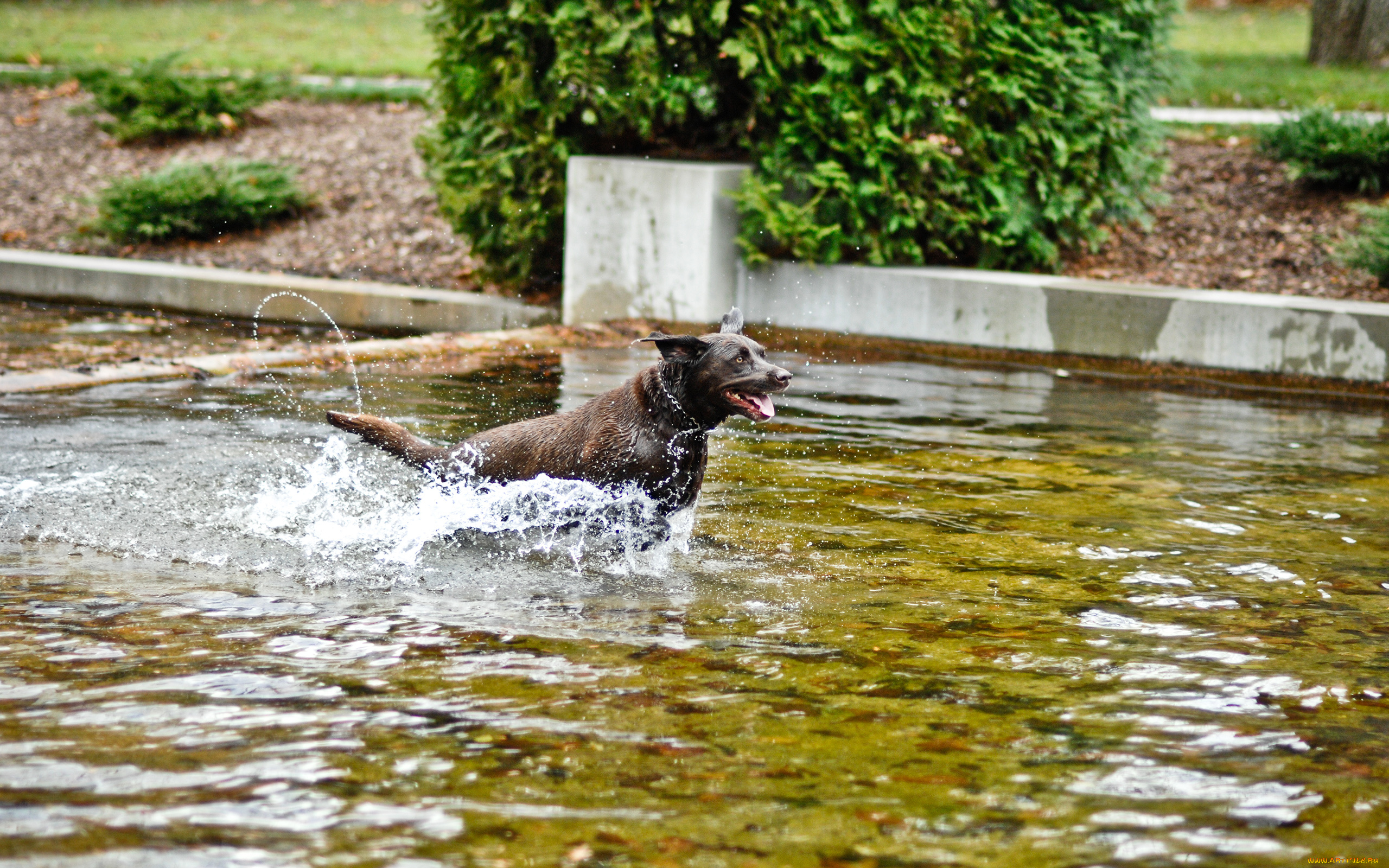 животные, собаки, брызги, вода