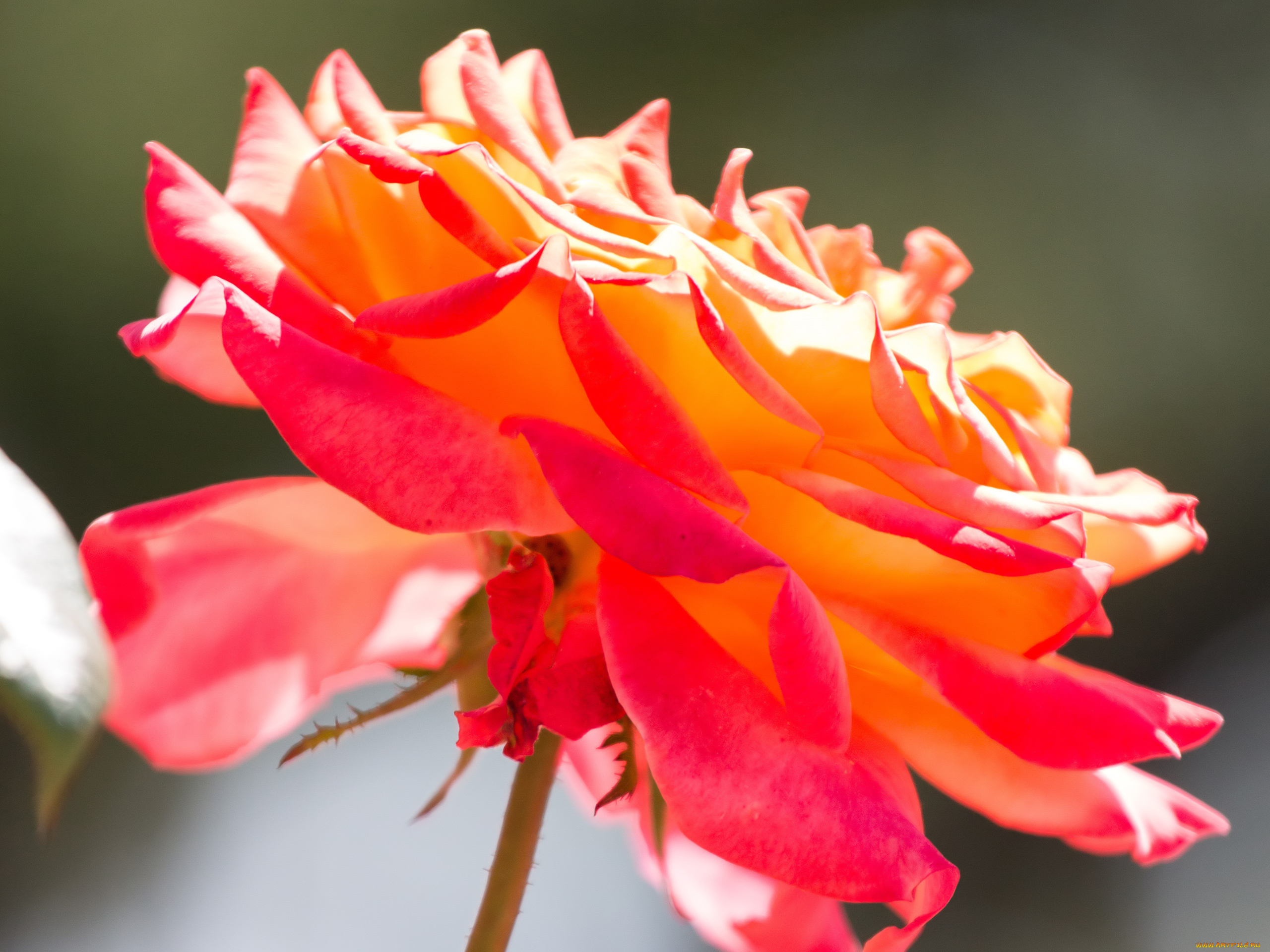 цветы, розы, лепестки, стебель