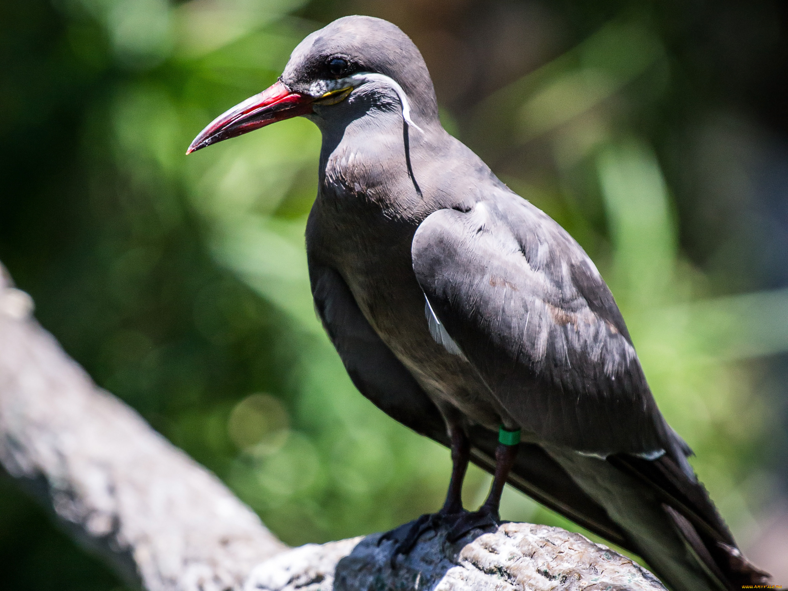 животные, птицы, клюв