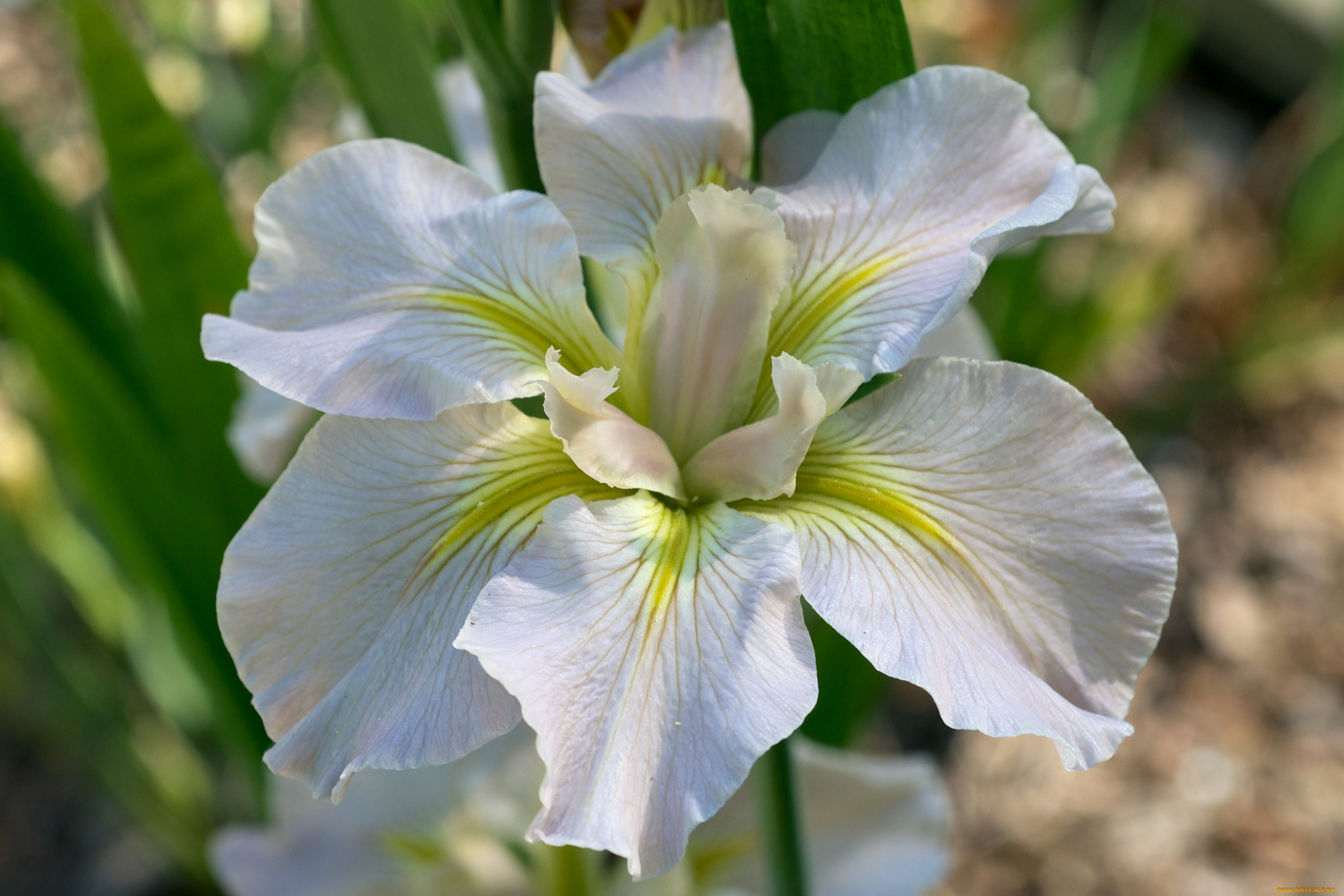 цветы, ирисы, лепестки, касатик